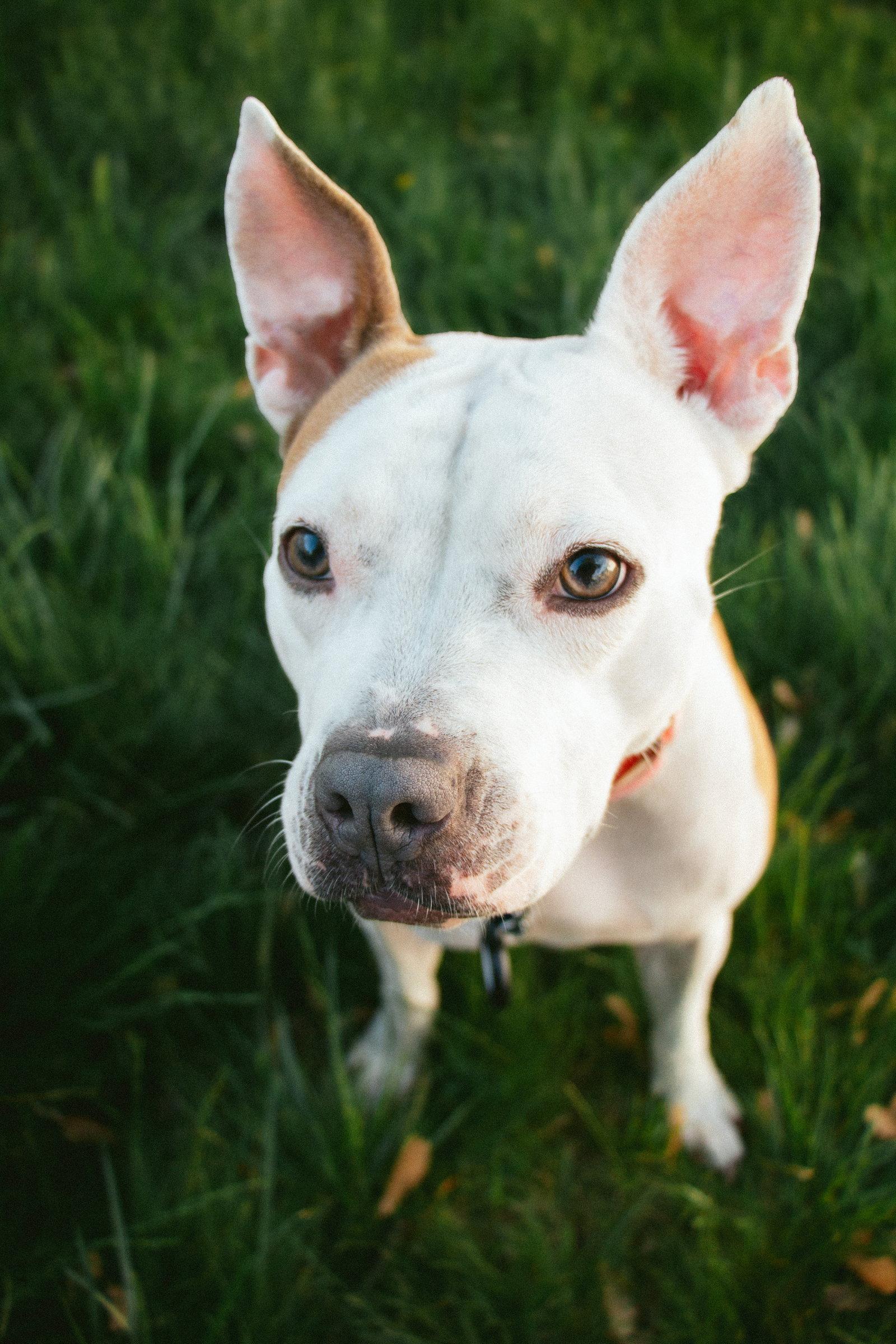 Minnie, a Adoptable Terrier in Oakhurst, NJ image 3/3