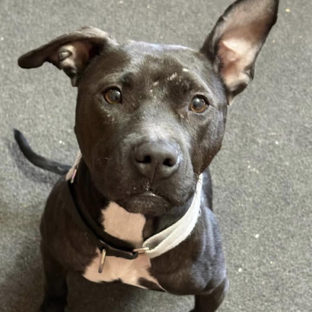 Edinburgh Dublin, Adoptable, Adult Female Mixed Breed.