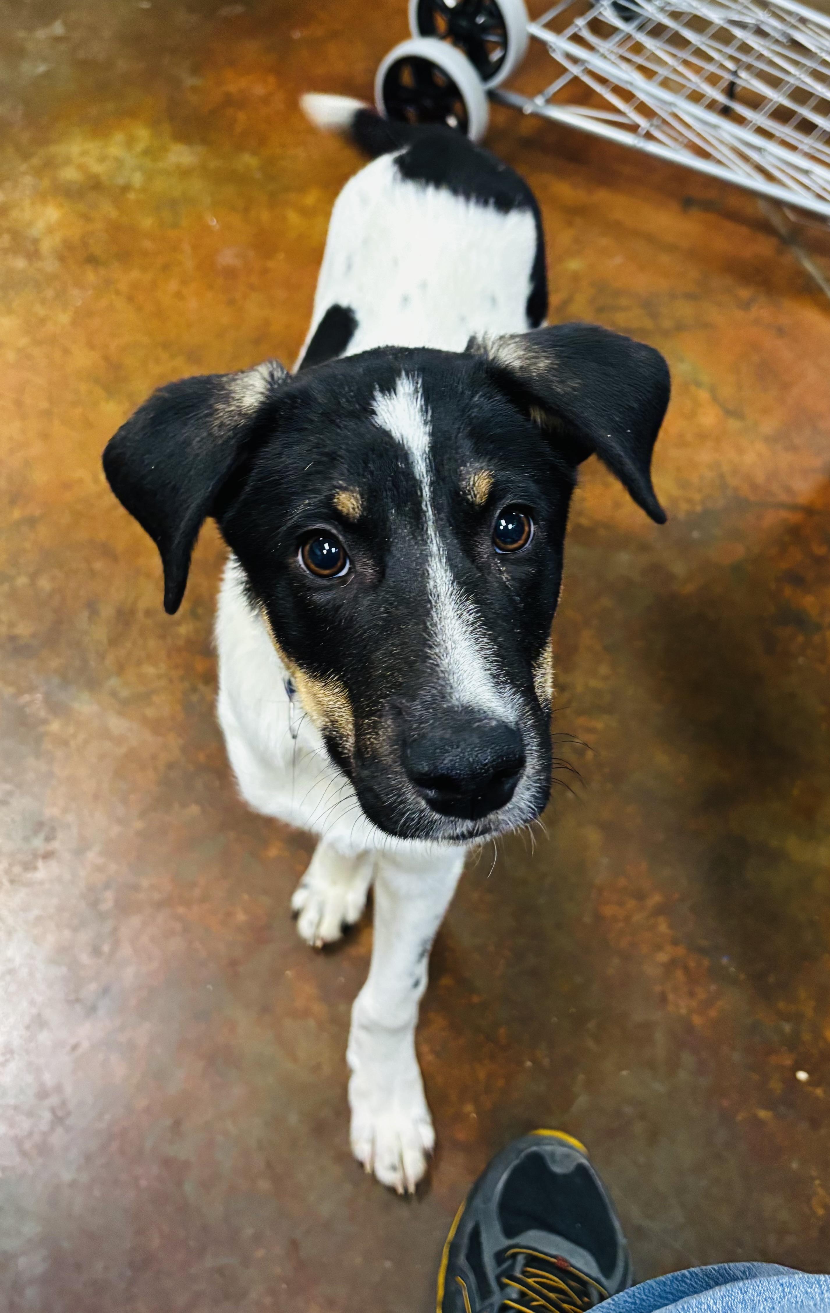 Kevin, Adoptable, Puppy Male Labrador Retriever & Shepherd.