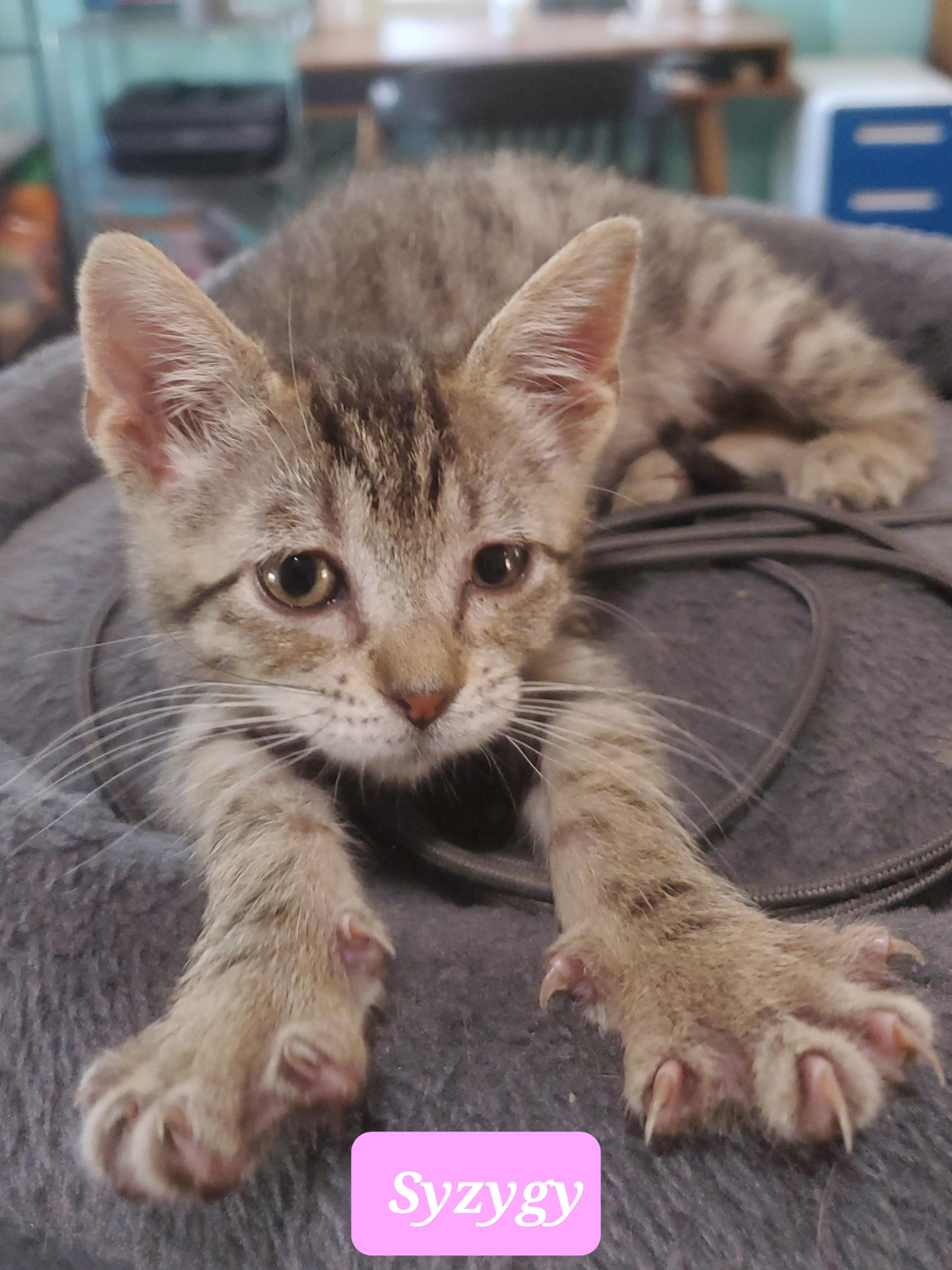 Syzygy, an adoptable Domestic Short Hair in Snyder, TX, 79550 | Photo Image 1