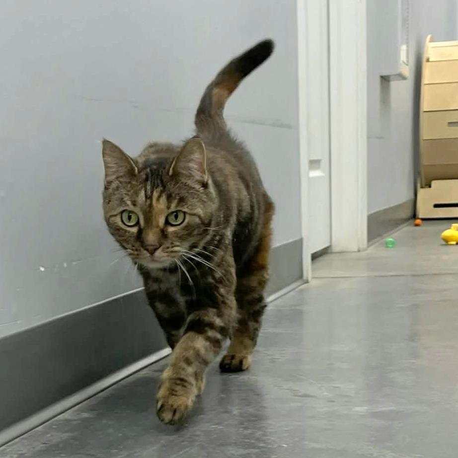 Toria, Adoptable, Senior Female Domestic Short Hair.