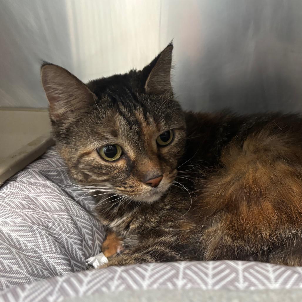 Toria, Adoptable, Senior Female Domestic Short Hair.