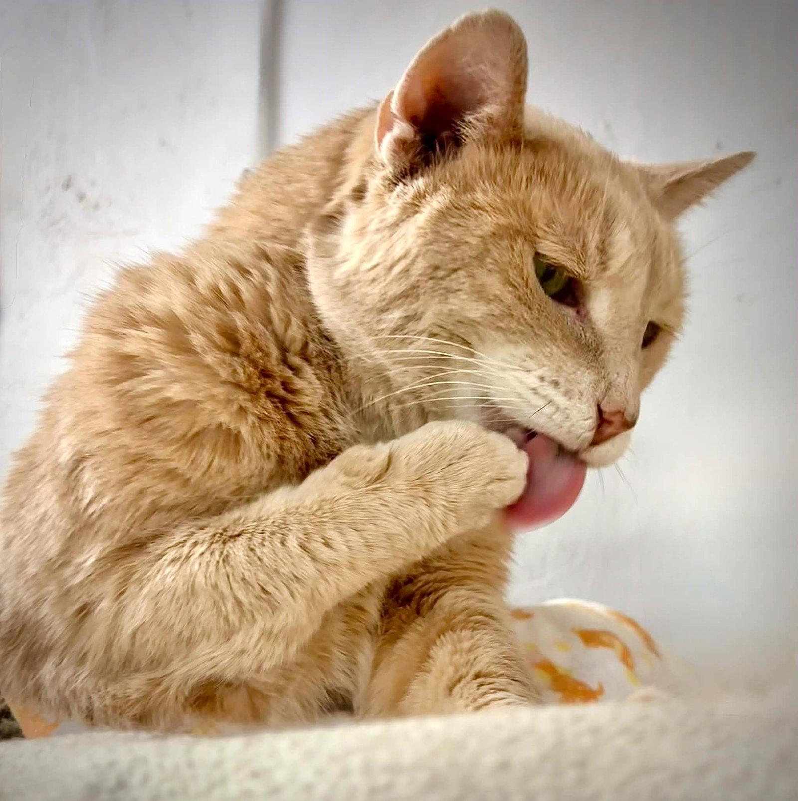Clermont, Adopted, Young Male Domestic Short Hair.