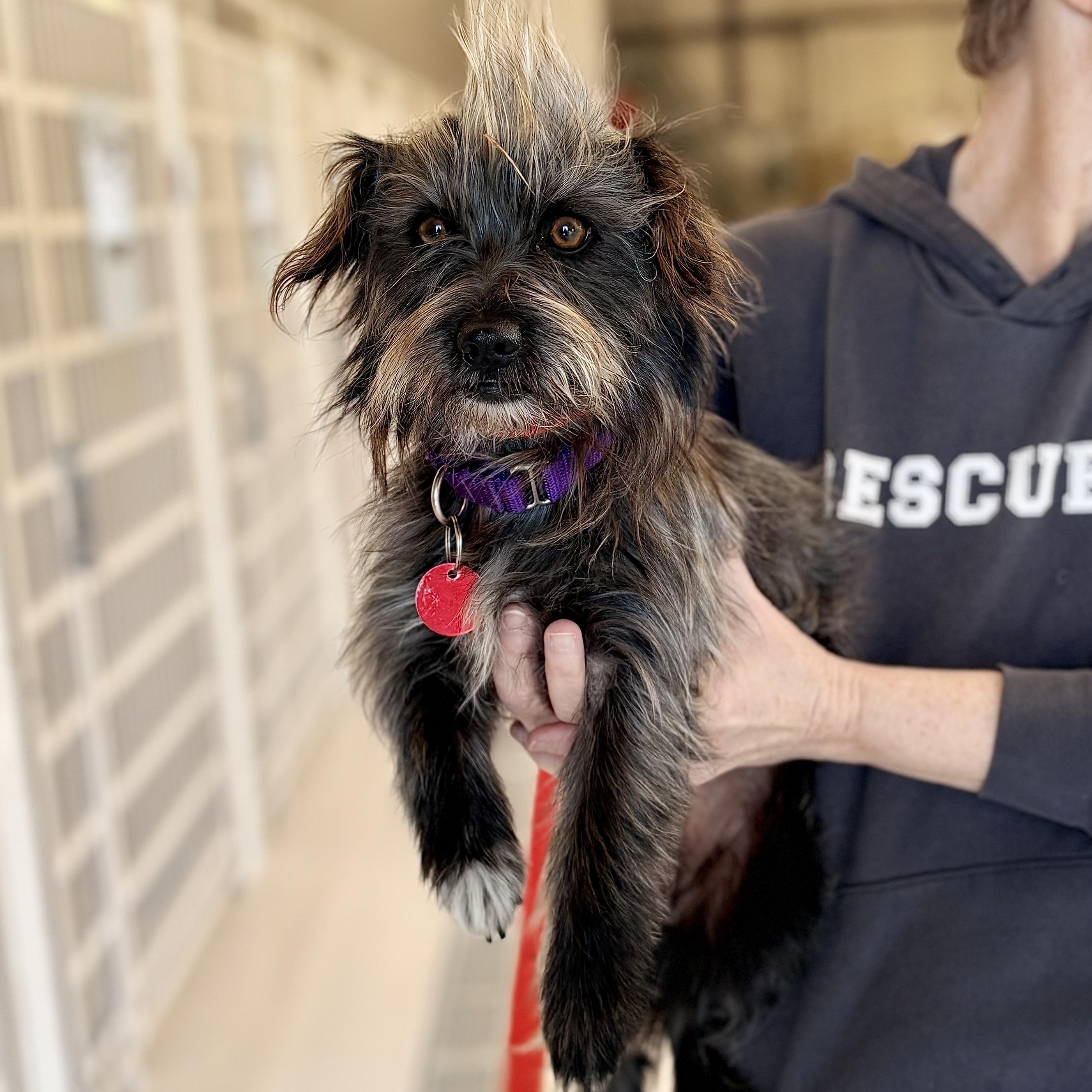 Enlarge Mary Kate, an adopted mixed breed in Chicago, IL image 1/1