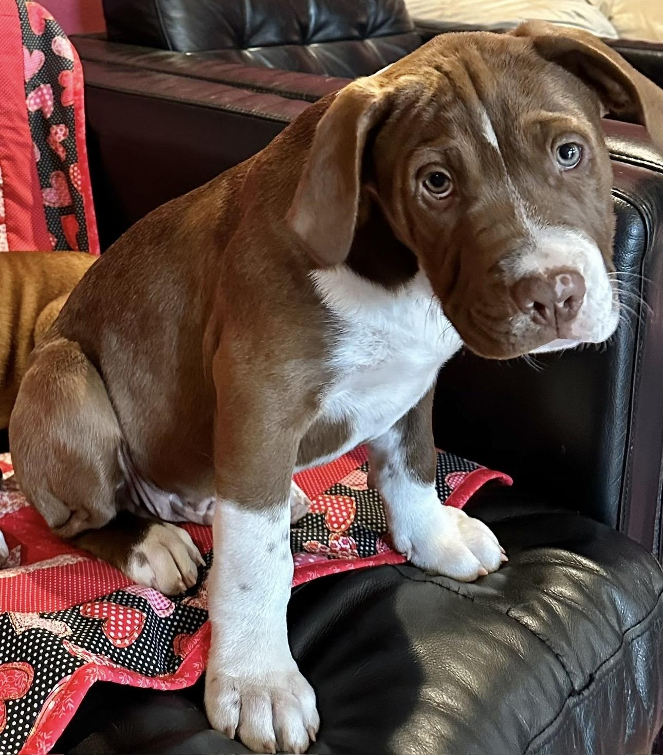 (Johnny) Cash, ADOPTABLE, Puppy Male Pit Bull Terrier.