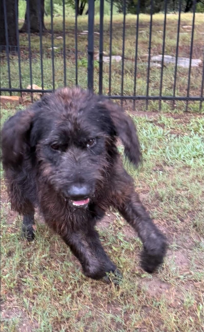 Enlarge Finnegan, a Adoptable mixed breed in Columbus , OH image 5/5