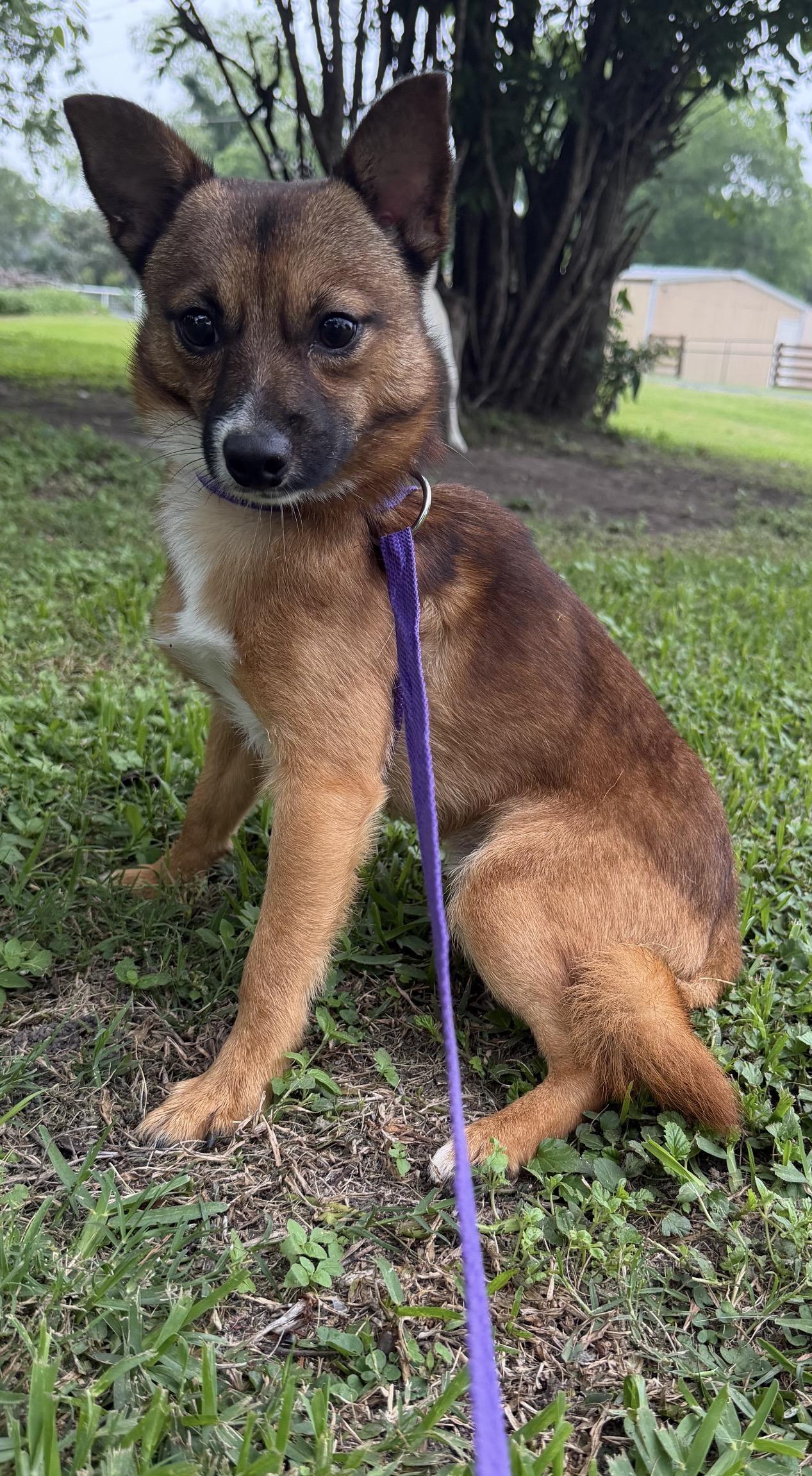 Fisher, a ADOPTABLE mixed breed in Westerly, RI image 3/3