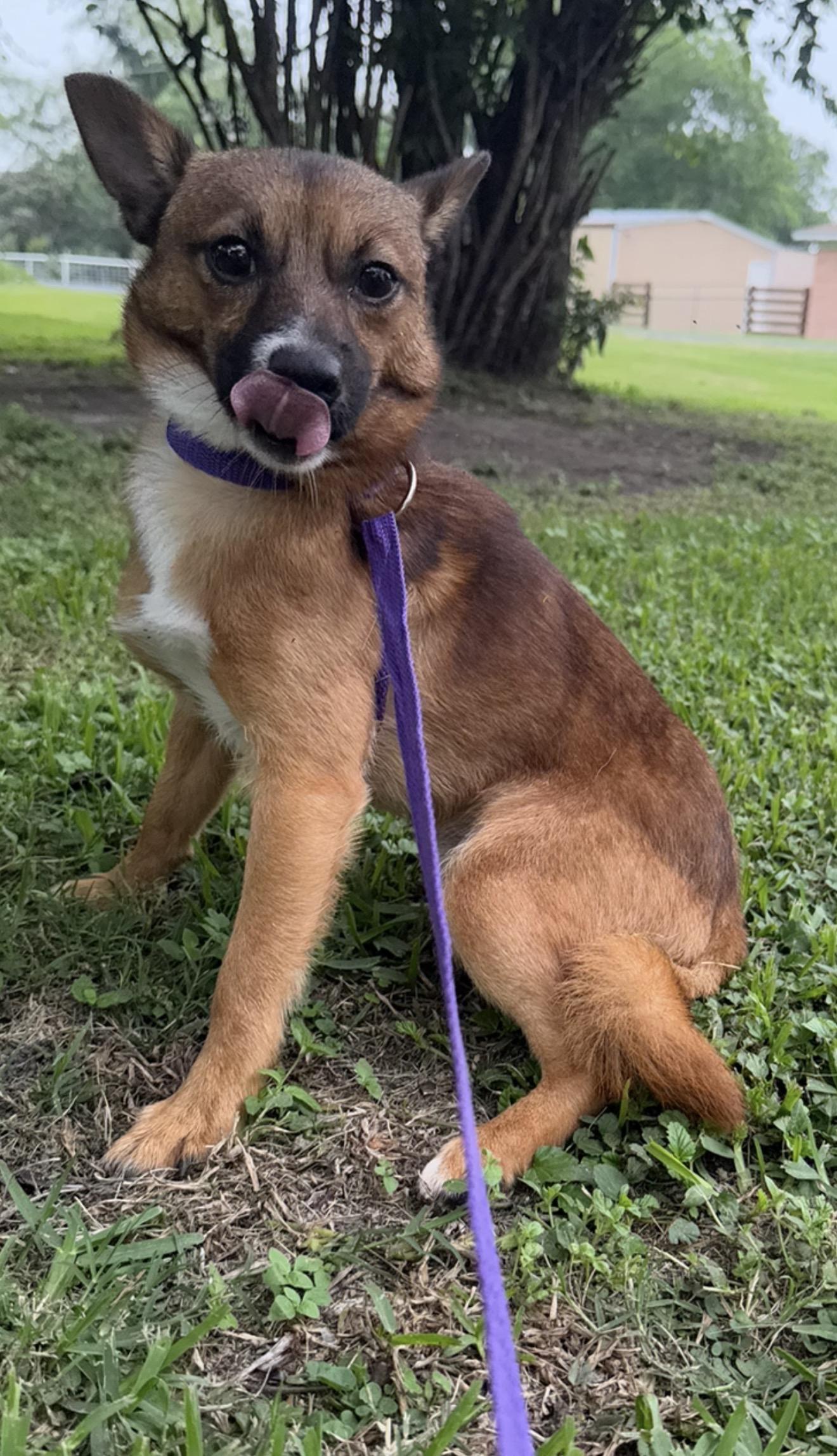 Fisher, ADOPTABLE, Adult Male Pembroke Welsh Corgi.