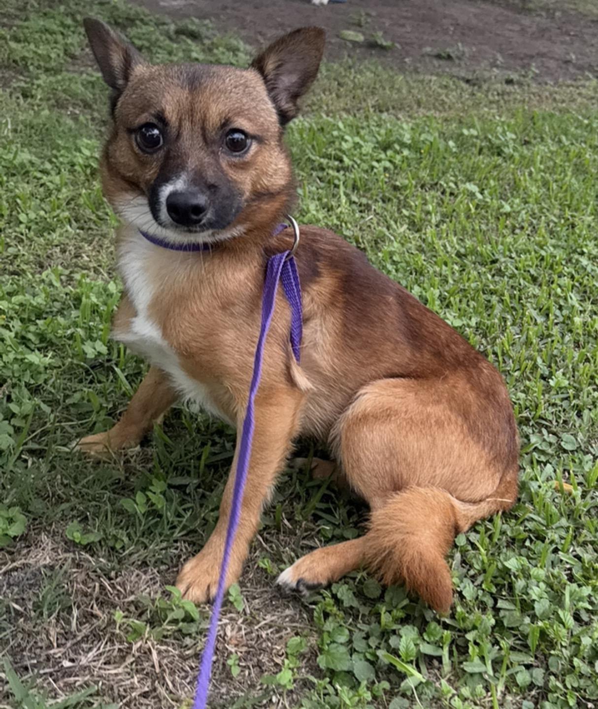 Fisher, a ADOPTABLE mixed breed in Westerly, RI image 2/3