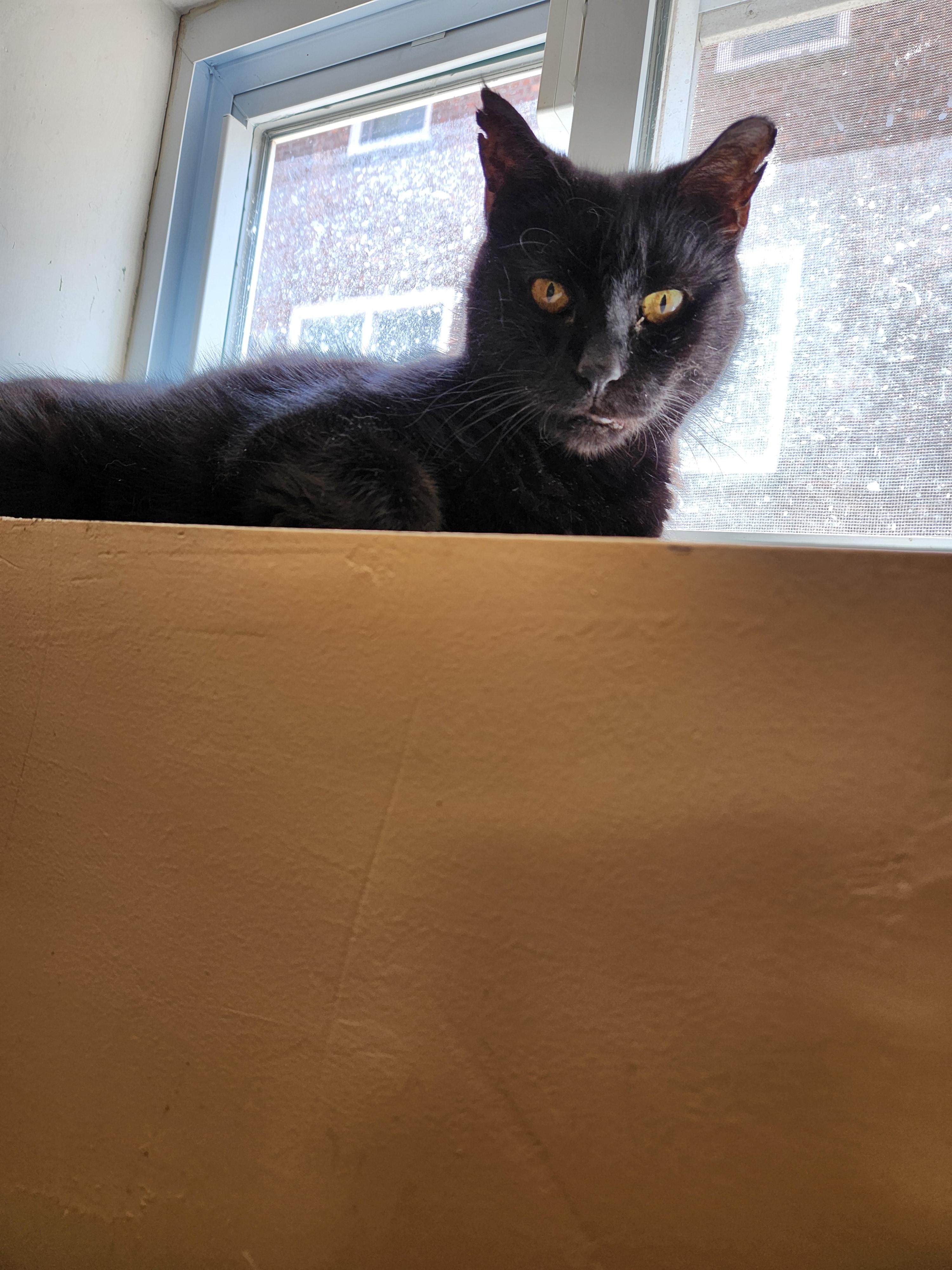 Tisha, a Adoptable American Shorthair in Brooklyn, NY image 1/3