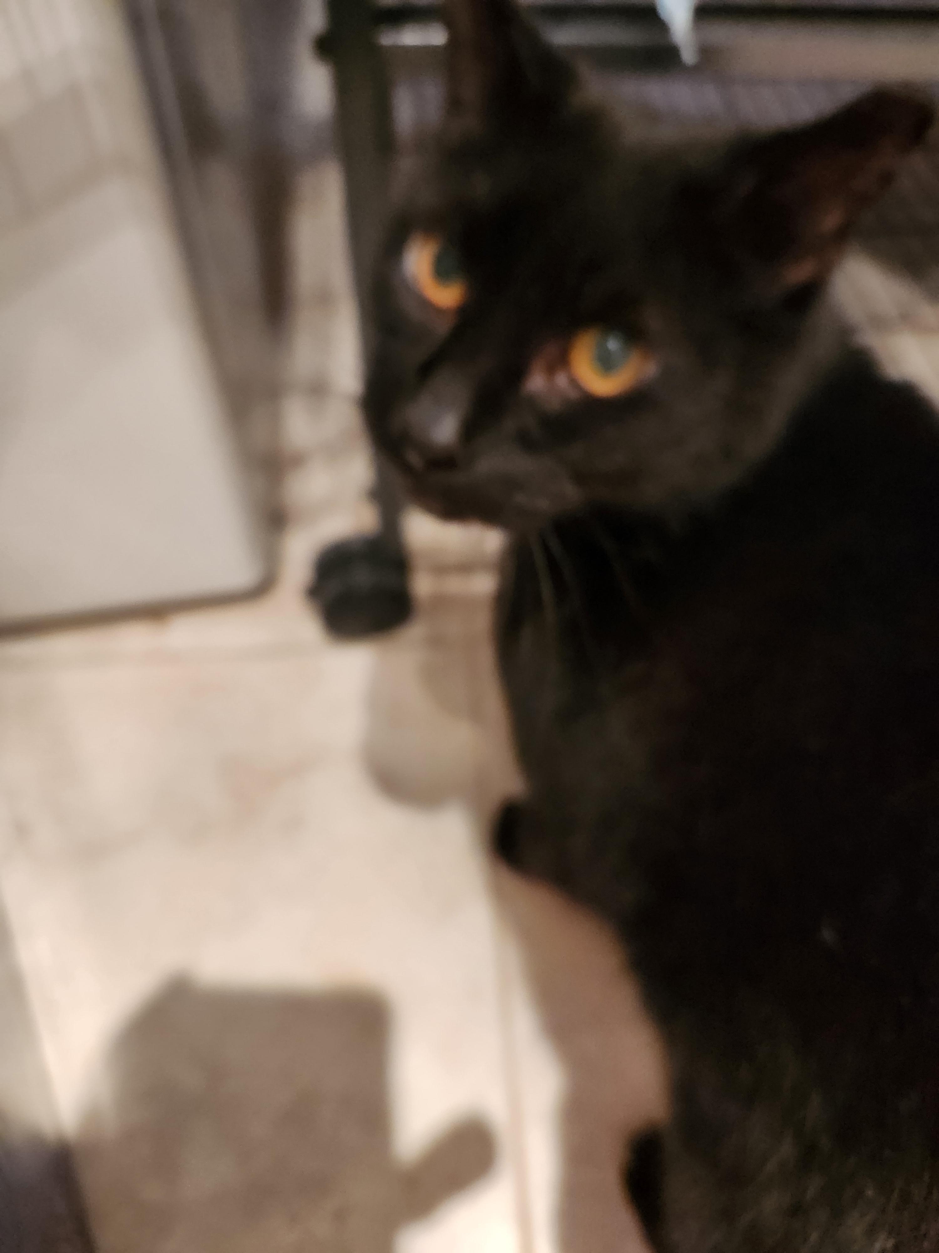 Tisha, a Adoptable American Shorthair in Brooklyn, NY image 2/3