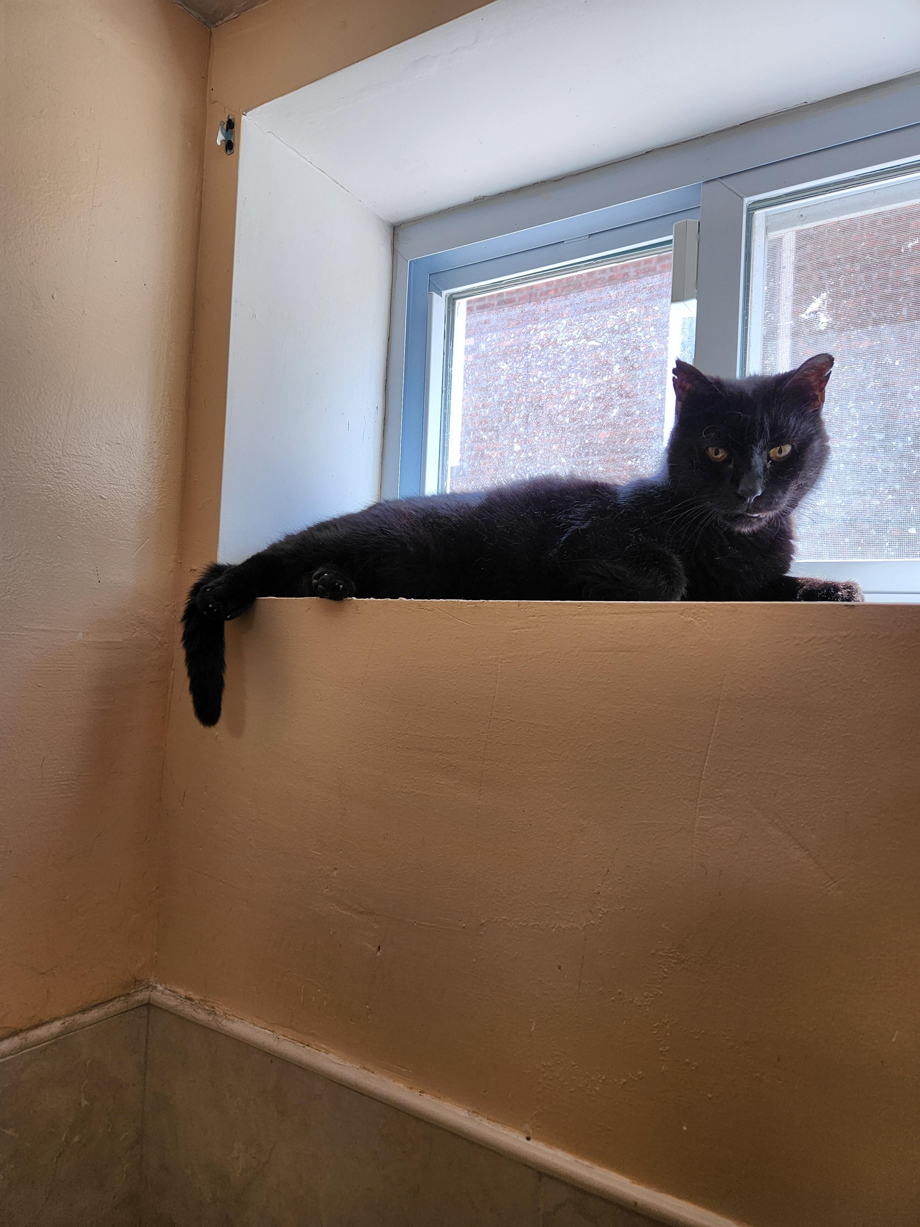 Tisha, a Adoptable American Shorthair in Brooklyn, NY image 3/3