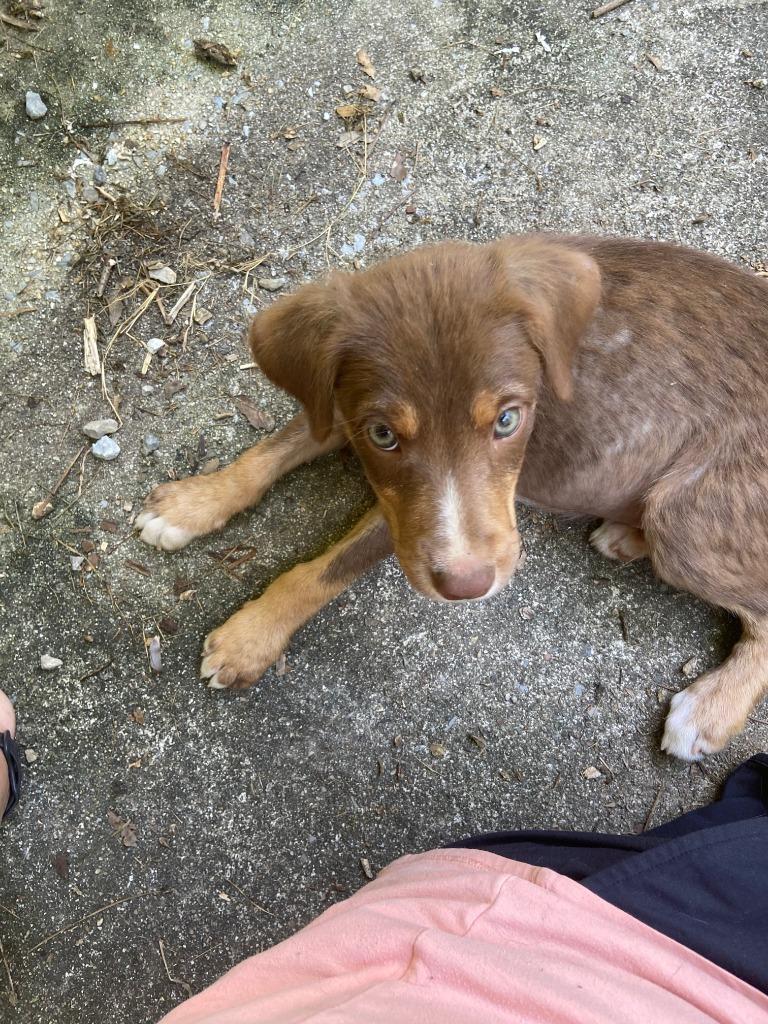 Enlarge Fudge, a Adoptable mixed breed in Jemison, AL image 2/5
