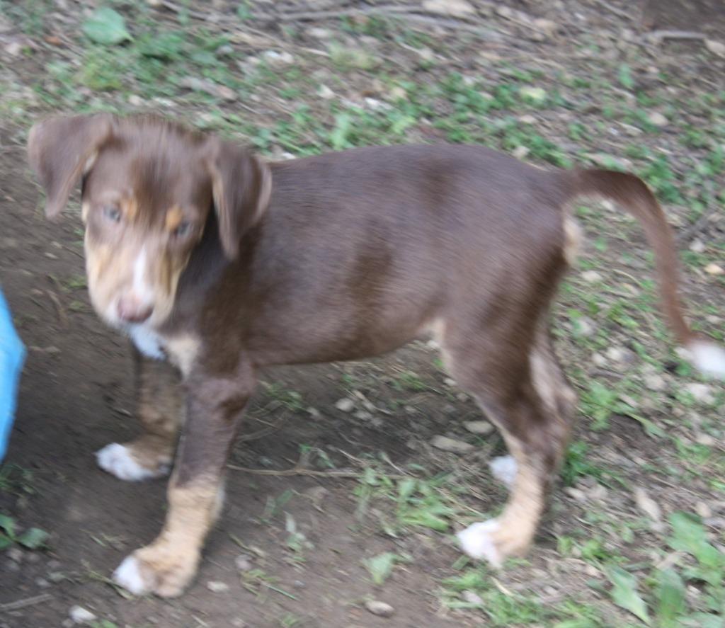 Fudge, Adoptable, Adult Male Catahoula Leopard Dog.