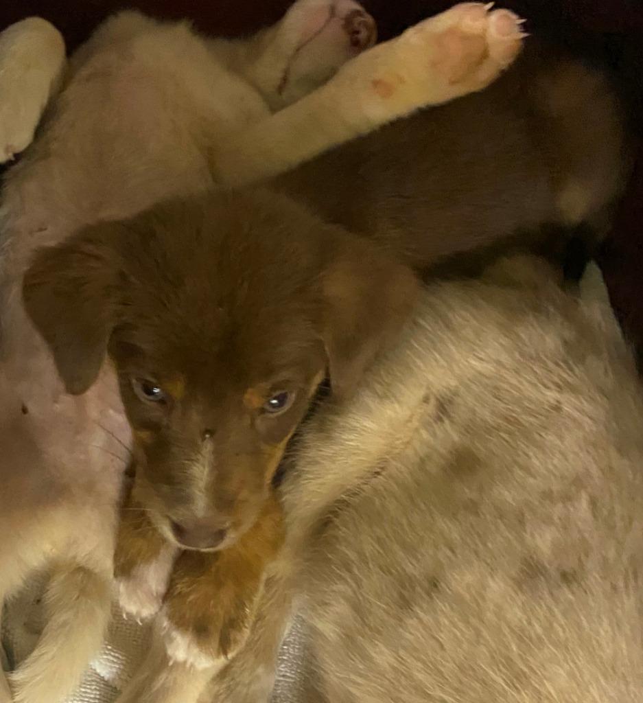 Enlarge Fudge, a Adoptable mixed breed in Jemison, AL image 4/4