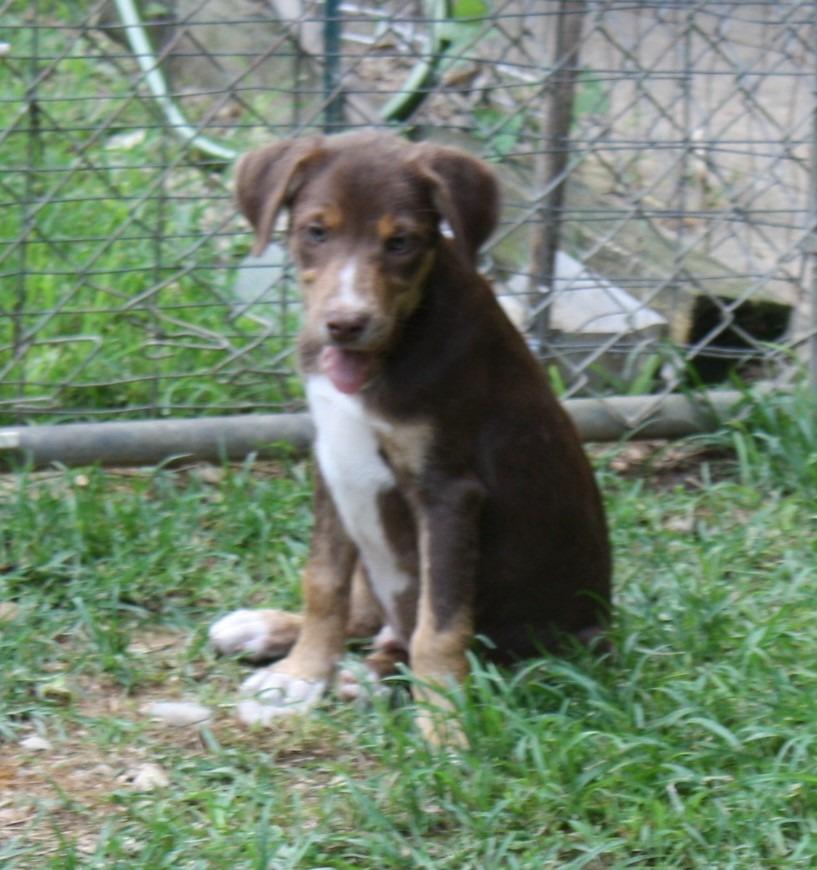 Enlarge Fudge, a Adoptable mixed breed in Jemison, AL image 4/5