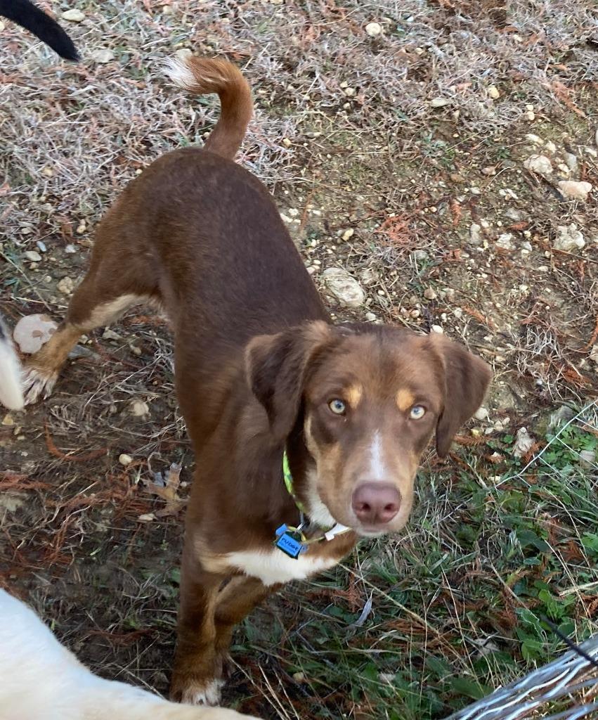 Fudge, Adoptable, Adult Male Catahoula Leopard Dog.