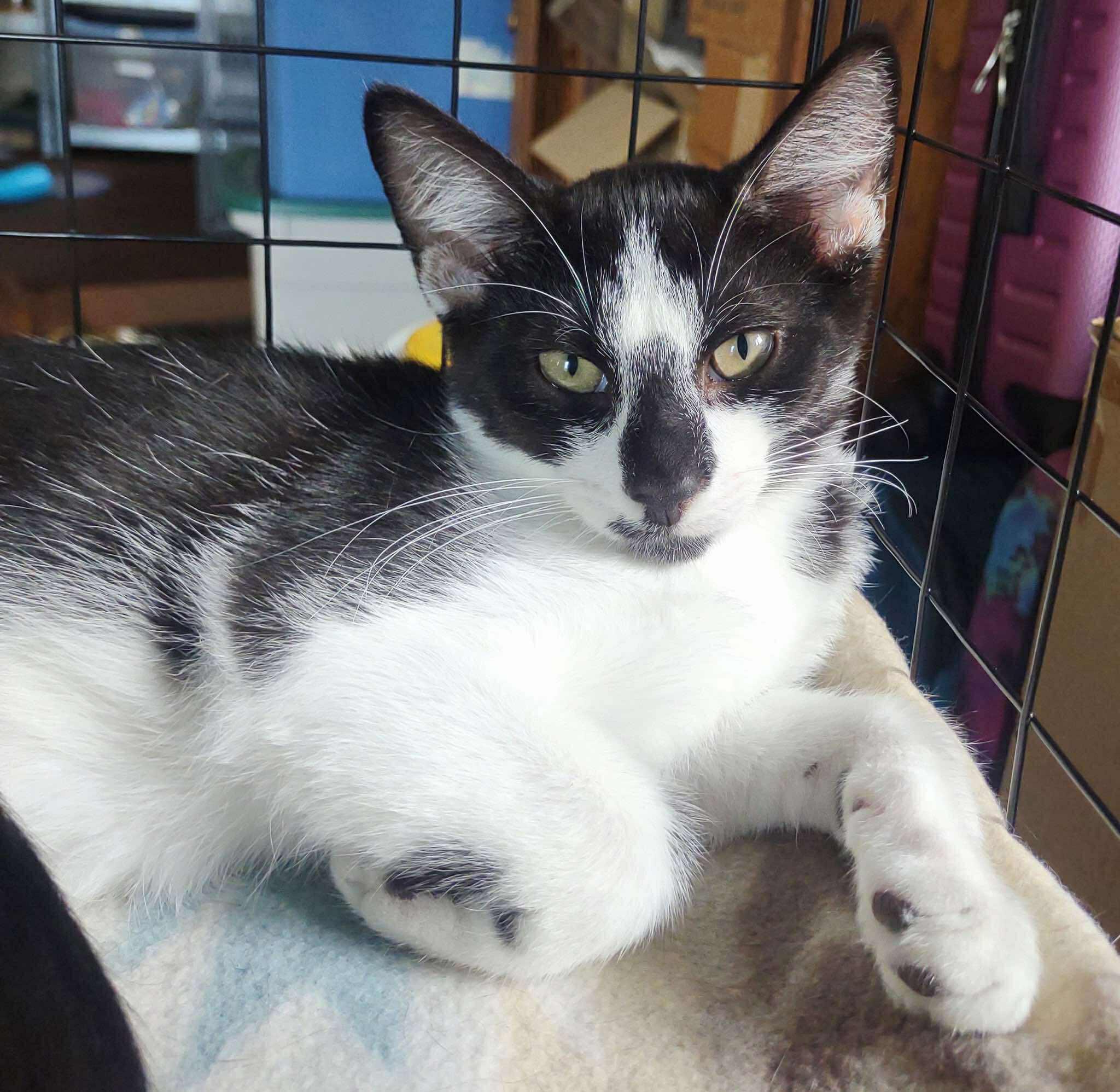 Enlarge Flint, a Adopted Domestic Short Hair in Moundsville, WV image 1/1