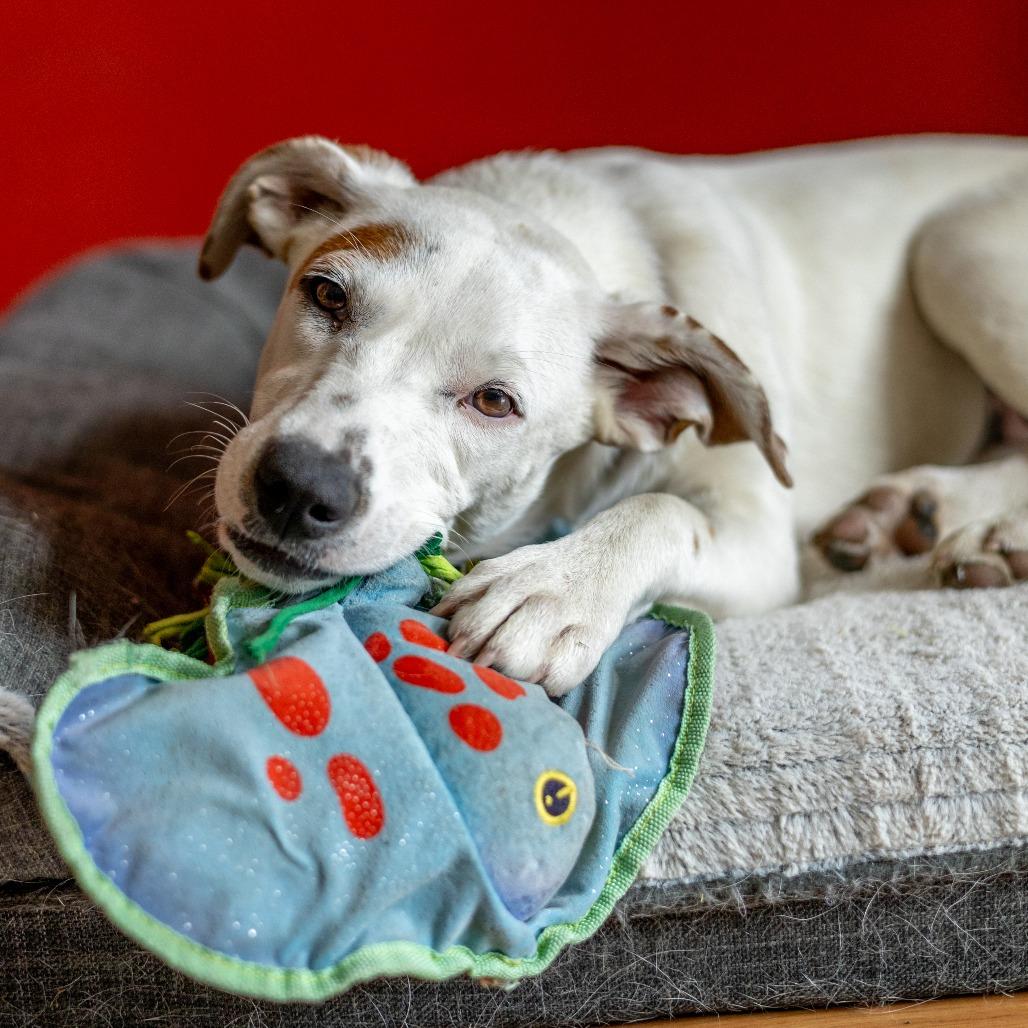 Coraline, Adoptable, Young Female Cattle Dog & Mixed Breed.