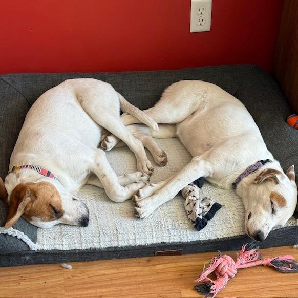 Coraline, a Adoptable mixed breed in Chaska, MN image 1/3