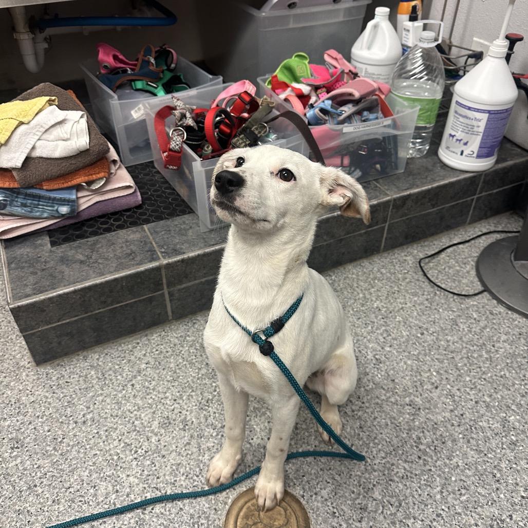 Coraline, a Adoptable mixed breed in Chaska, MN image 2/3