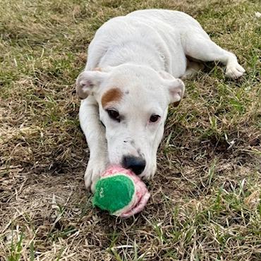 Coraline, a Adoptable mixed breed in Chaska, MN image 3/3
