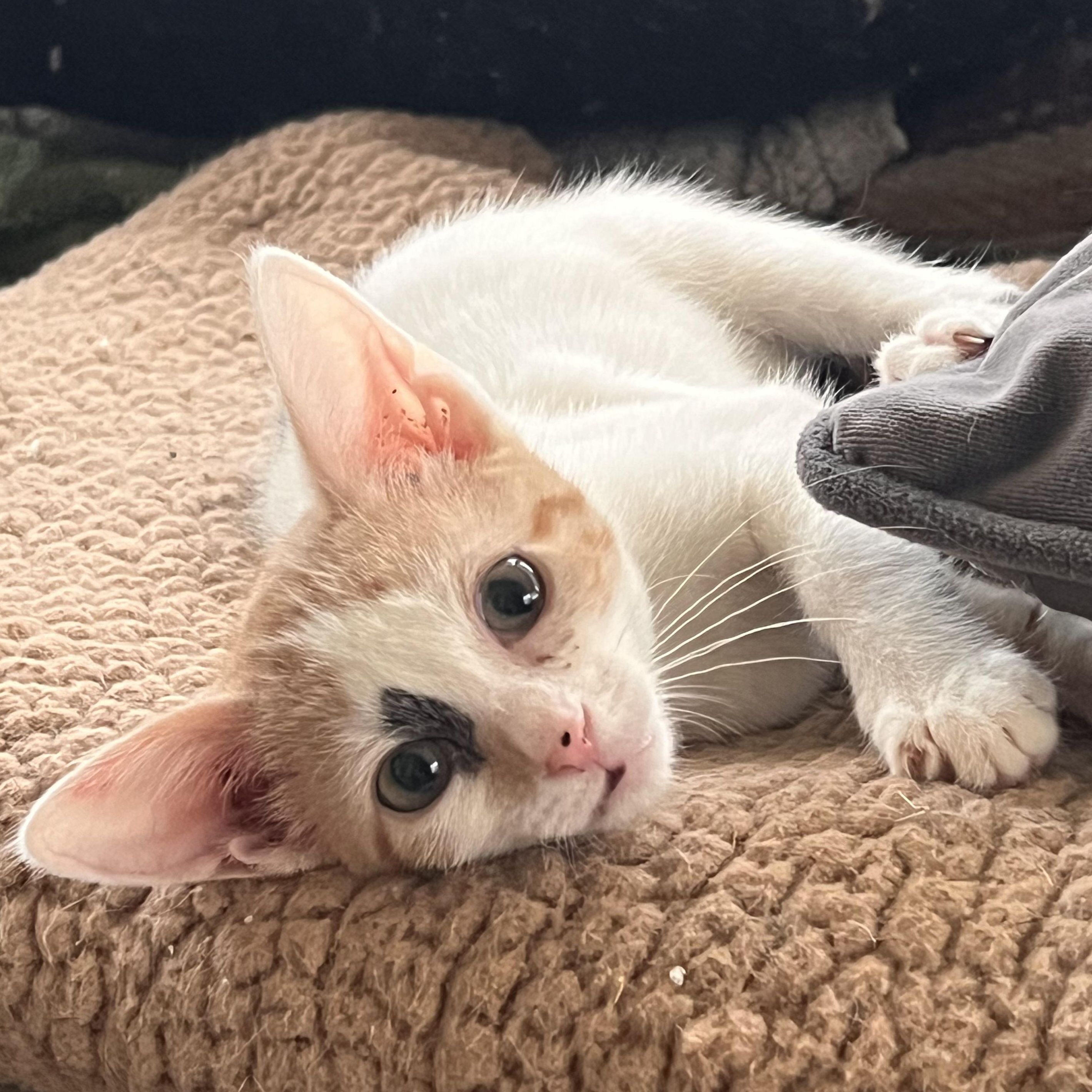 Enlarge Calista, a Adoptable Domestic Short Hair in Maplewood, NJ image 1/4