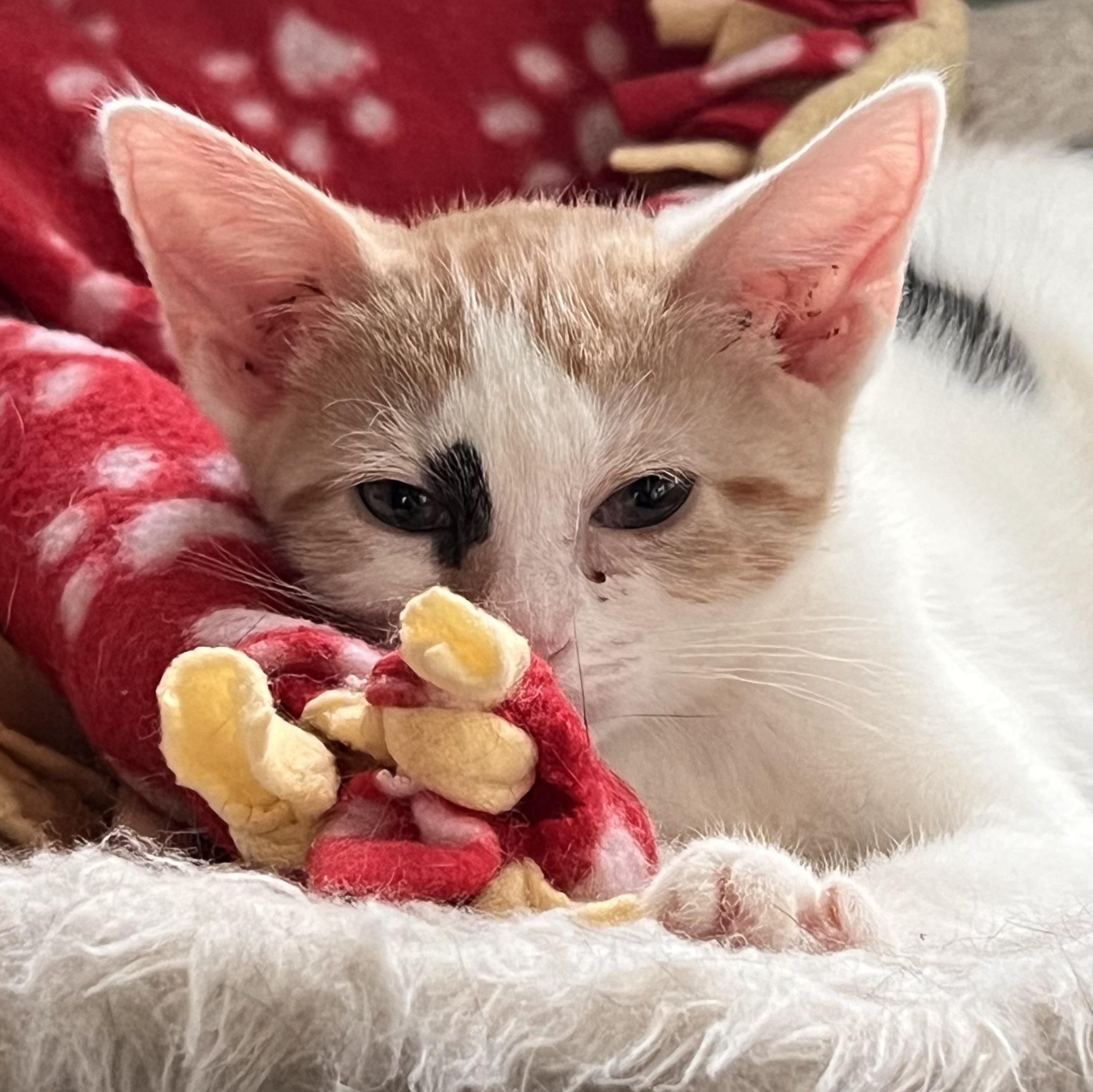 Enlarge Calista, a Adoptable Domestic Short Hair in Maplewood, NJ image 3/4