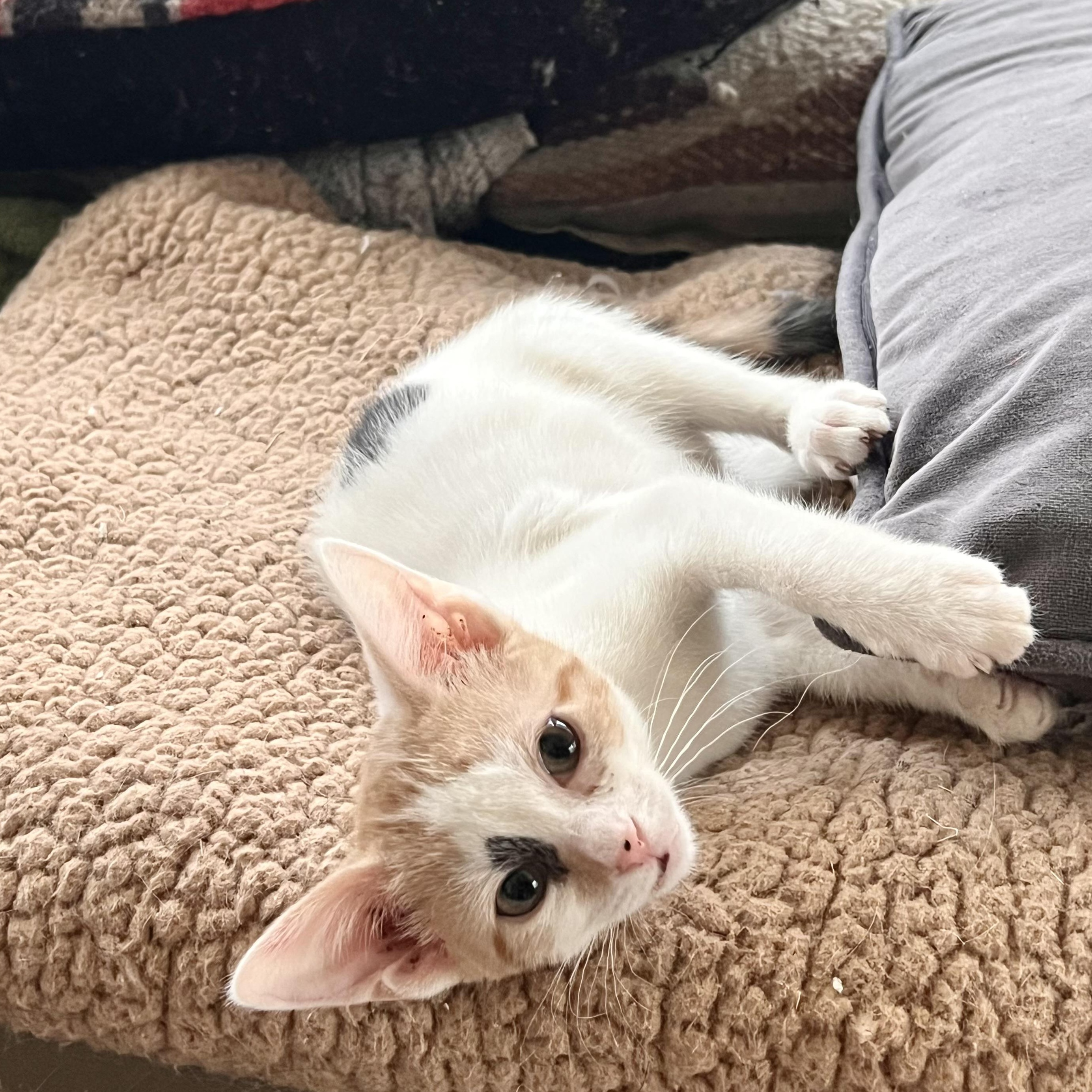 Enlarge Calista, a Adoptable Domestic Short Hair in Maplewood, NJ image 4/4