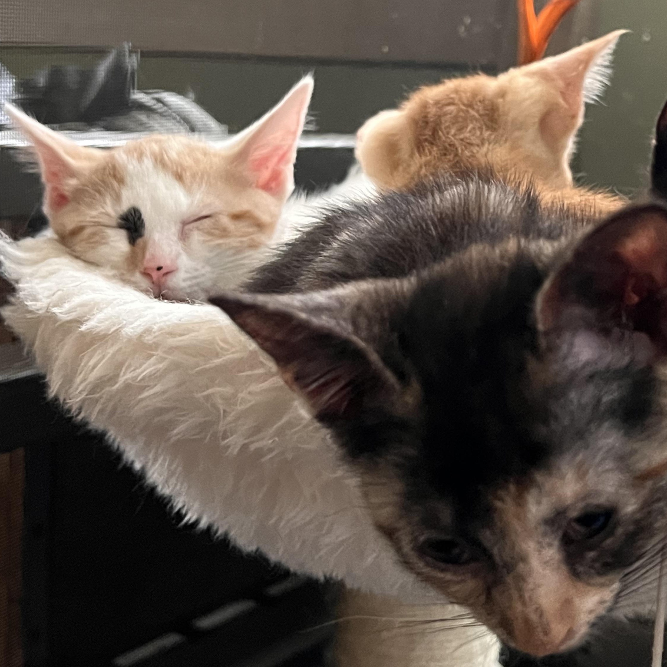 Enlarge Calista, a Adoptable Domestic Short Hair in Maplewood, NJ image 2/4