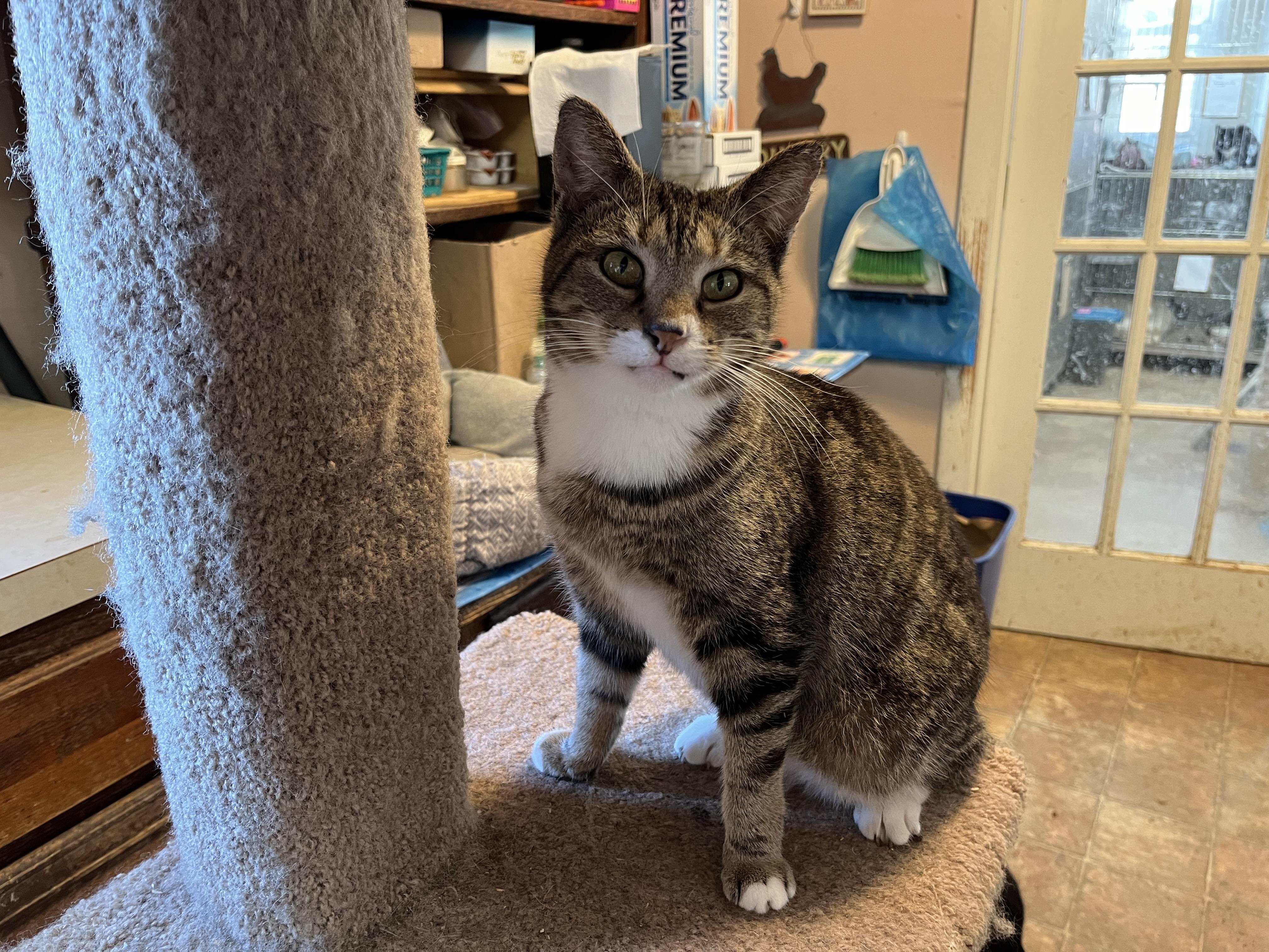 Blessing, Adoptable, Adult Female Domestic Short Hair.