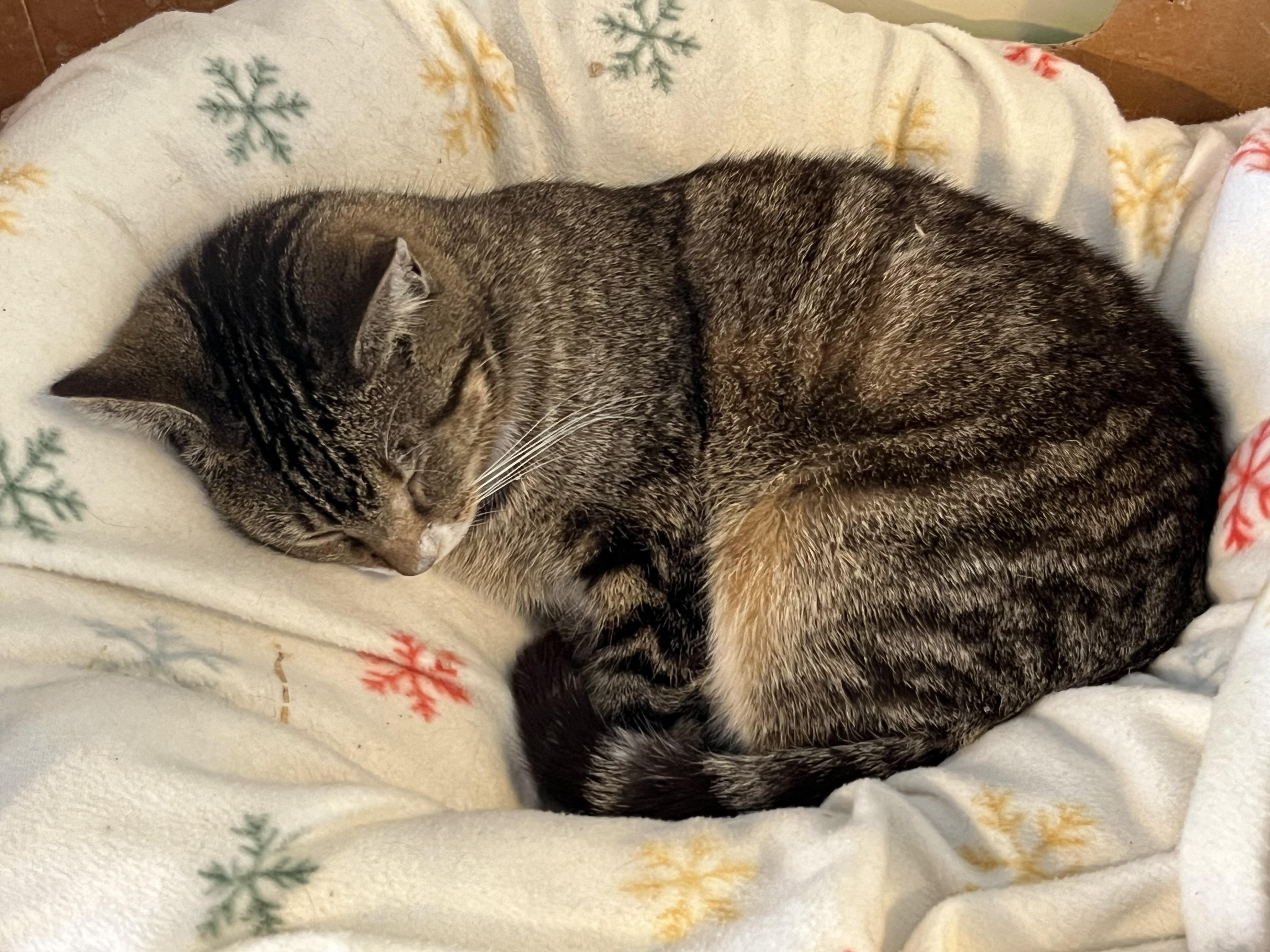 Enlarge Blessing, a Adoptable Domestic Short Hair in Mount Airy, MD image 2/6