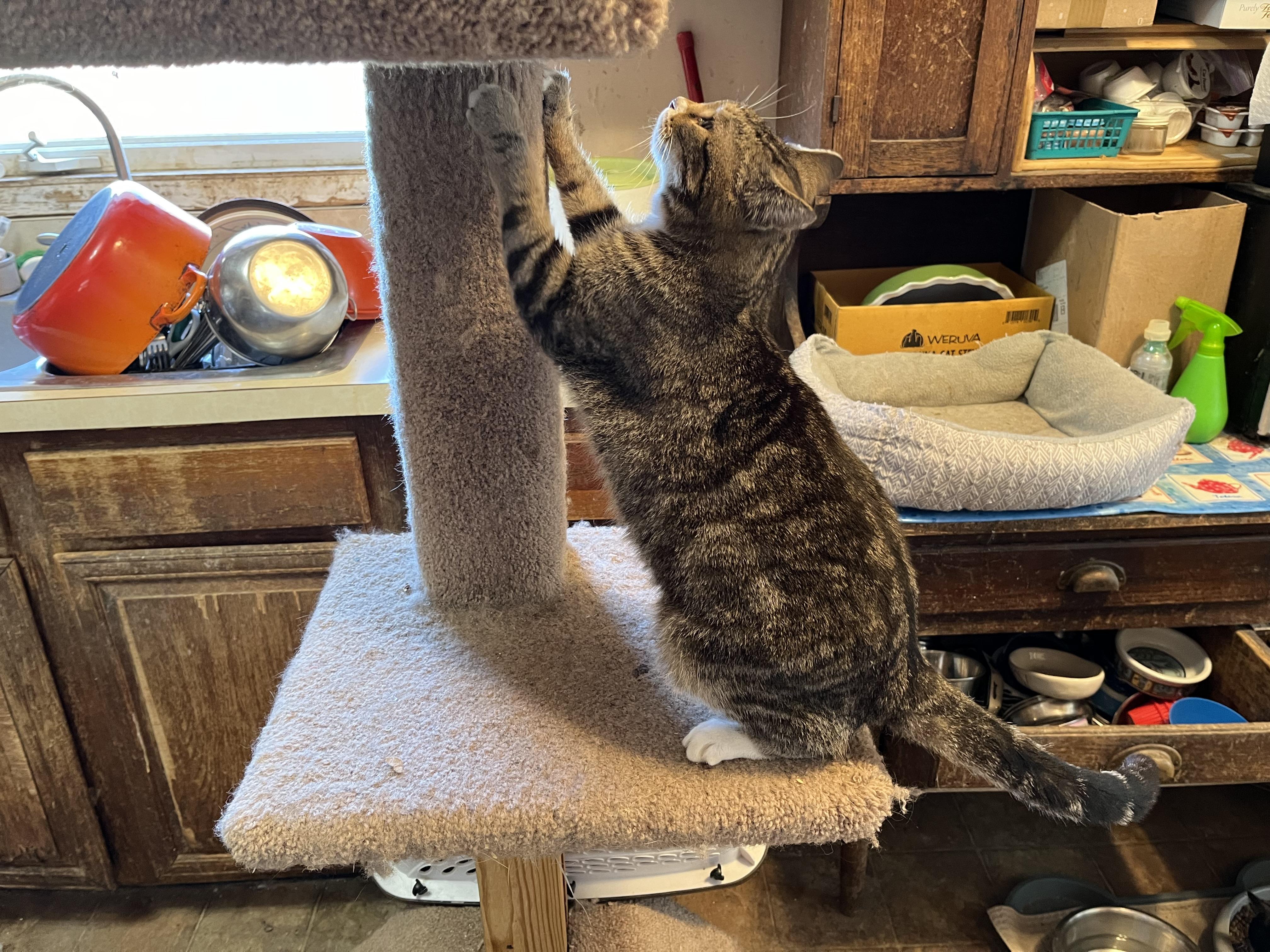 Enlarge Blessing, a Adoptable Domestic Short Hair in Mount Airy, MD image 3/6