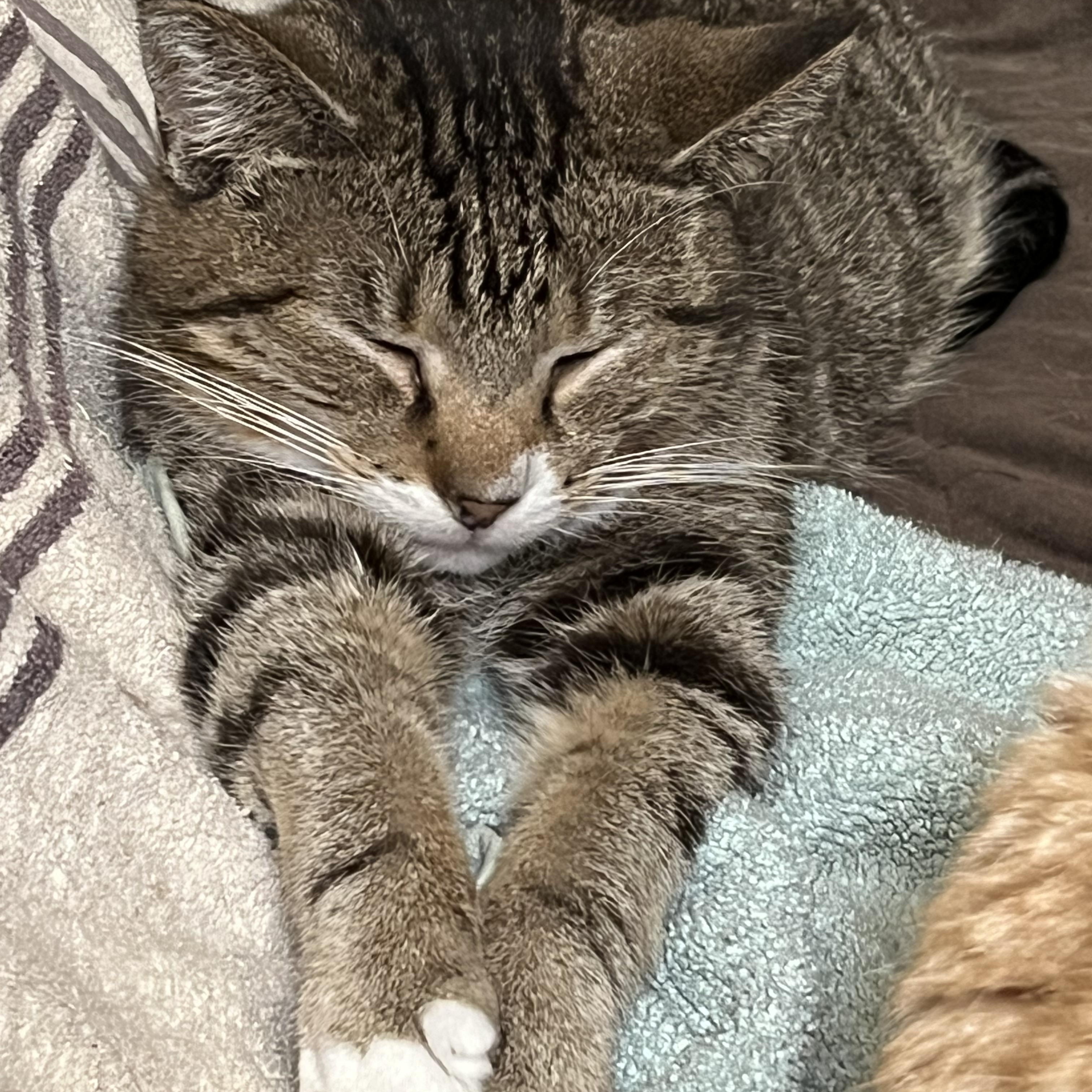 Enlarge Blessing, a Adoptable Domestic Short Hair in Mount Airy, MD image 4/6