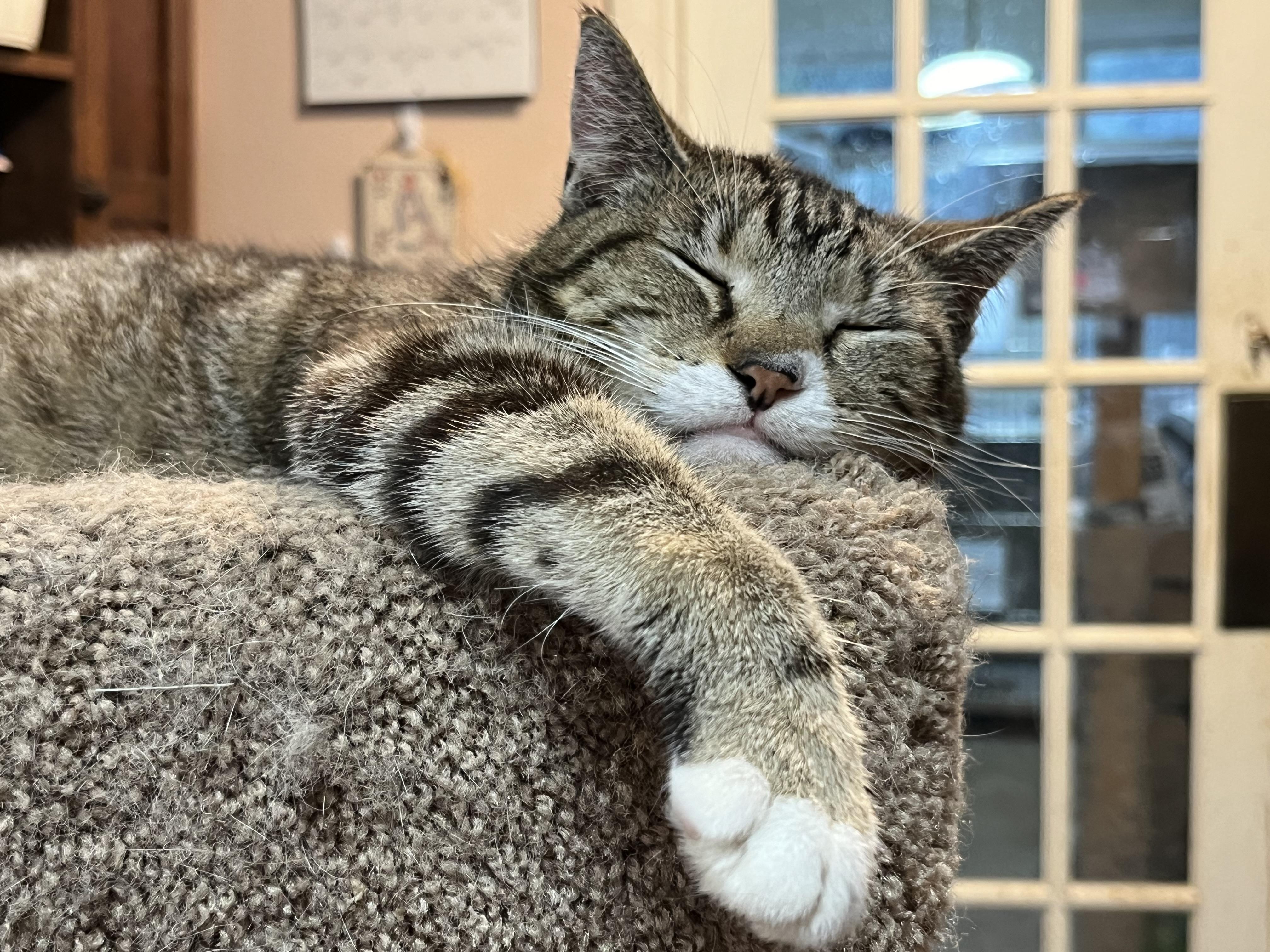 Enlarge Blessing, a Adoptable Domestic Short Hair in Mount Airy, MD image 5/6