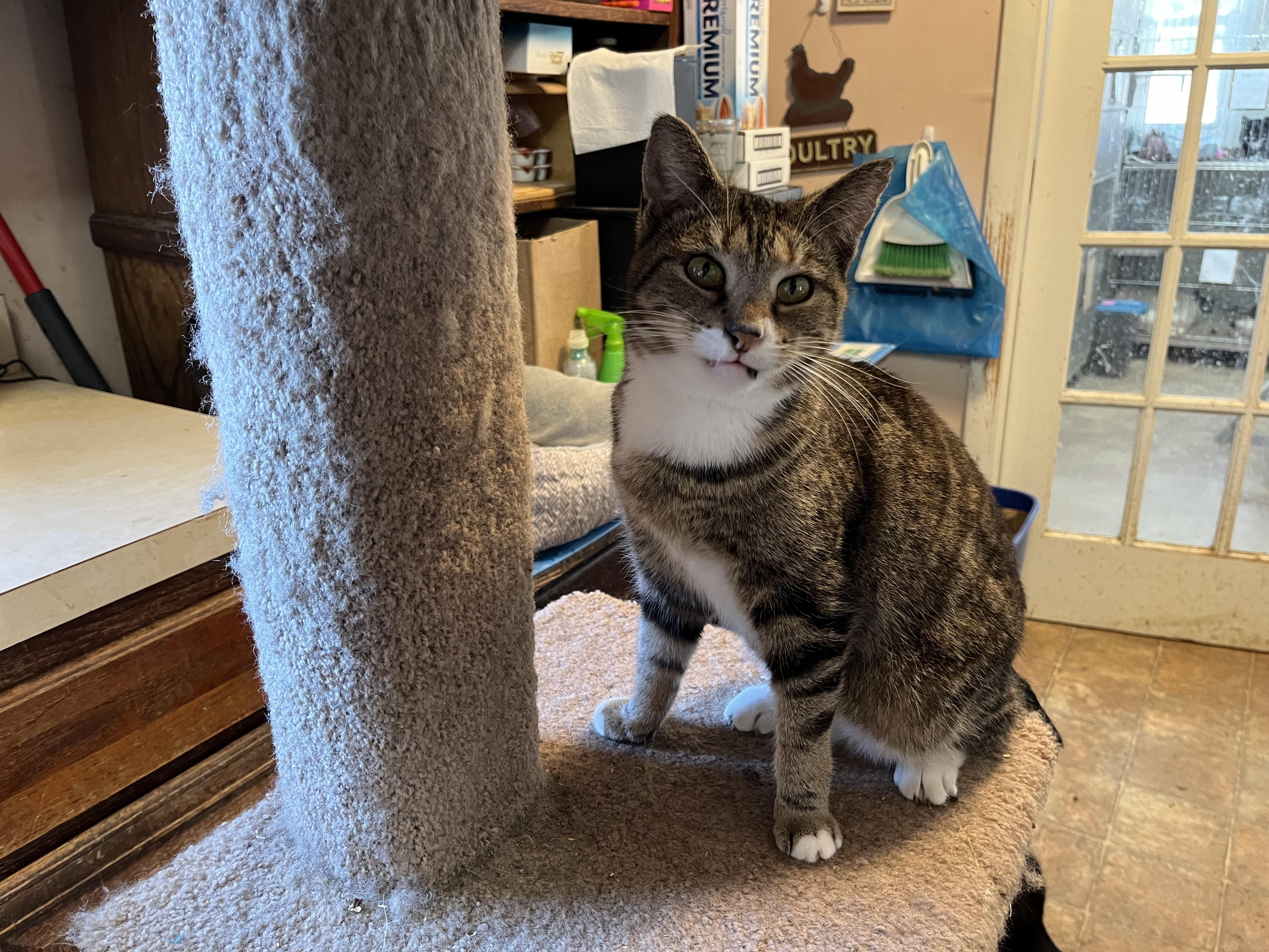 Enlarge Blessing, a Adoptable Domestic Short Hair in Mount Airy, MD image 6/6