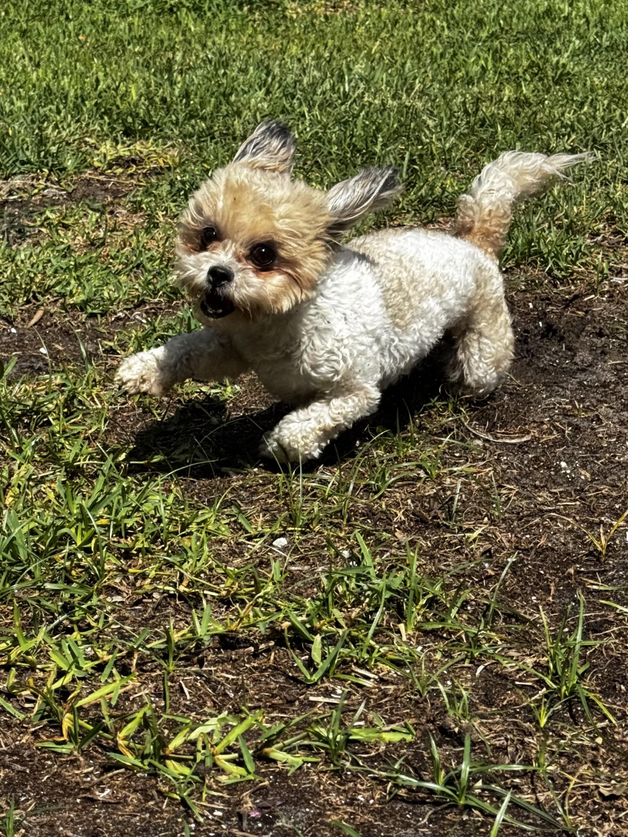 Enlarge Mollie, a ADOPTABLE mixed breed in Orlando, FL image 2/5