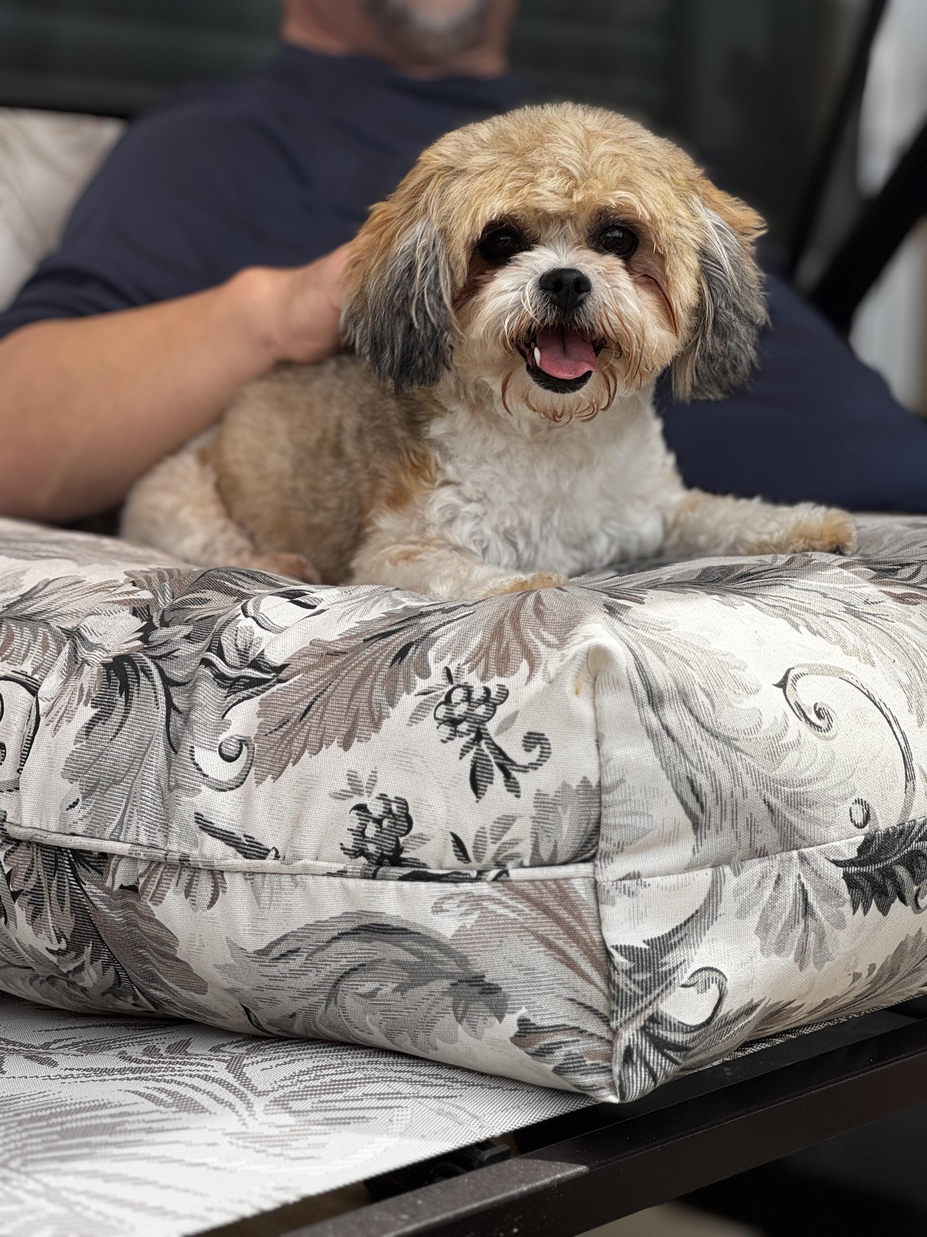 Enlarge Mollie, a ADOPTABLE mixed breed in Orlando, FL image 5/5