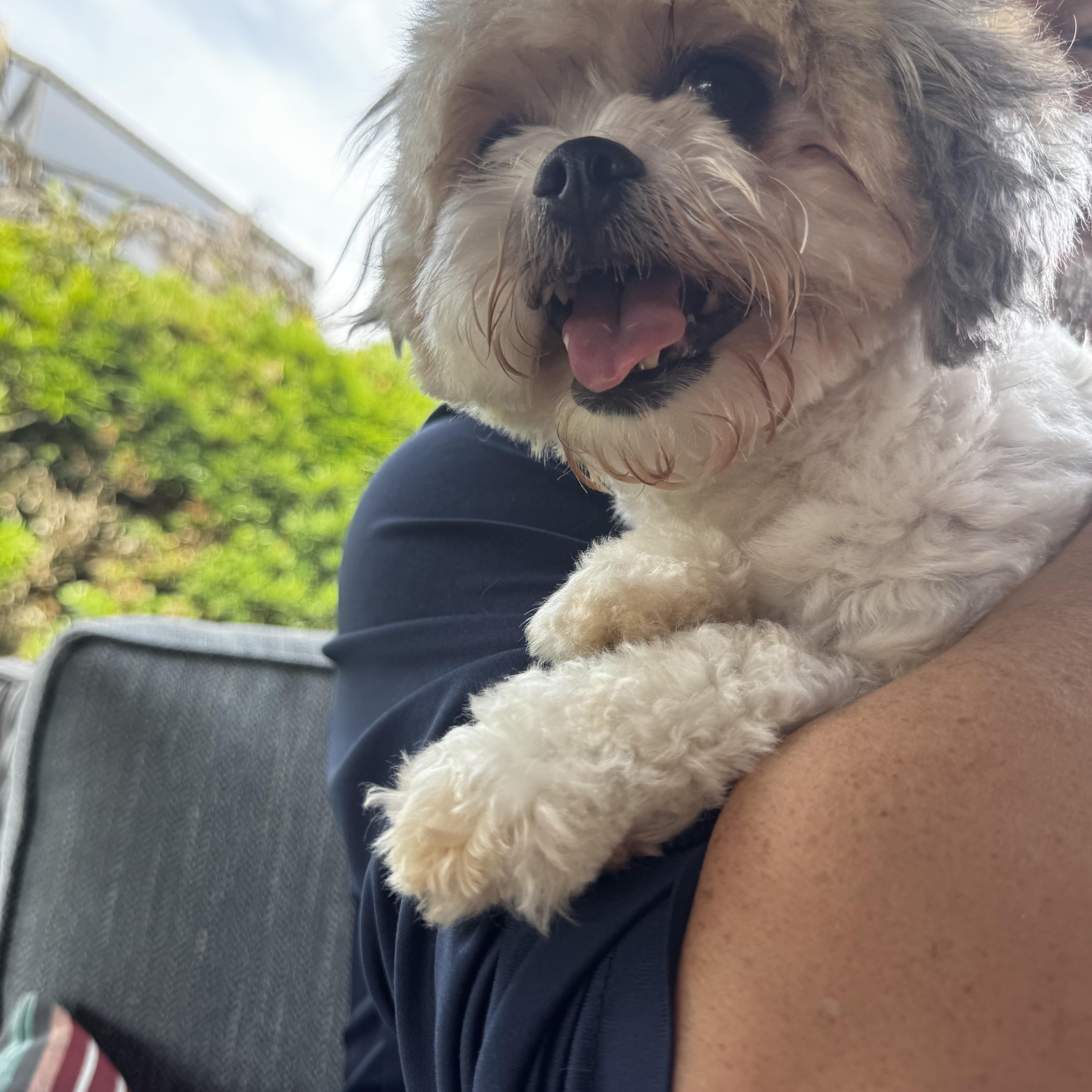 Enlarge Mollie, a ADOPTABLE mixed breed in Orlando, FL image 4/5