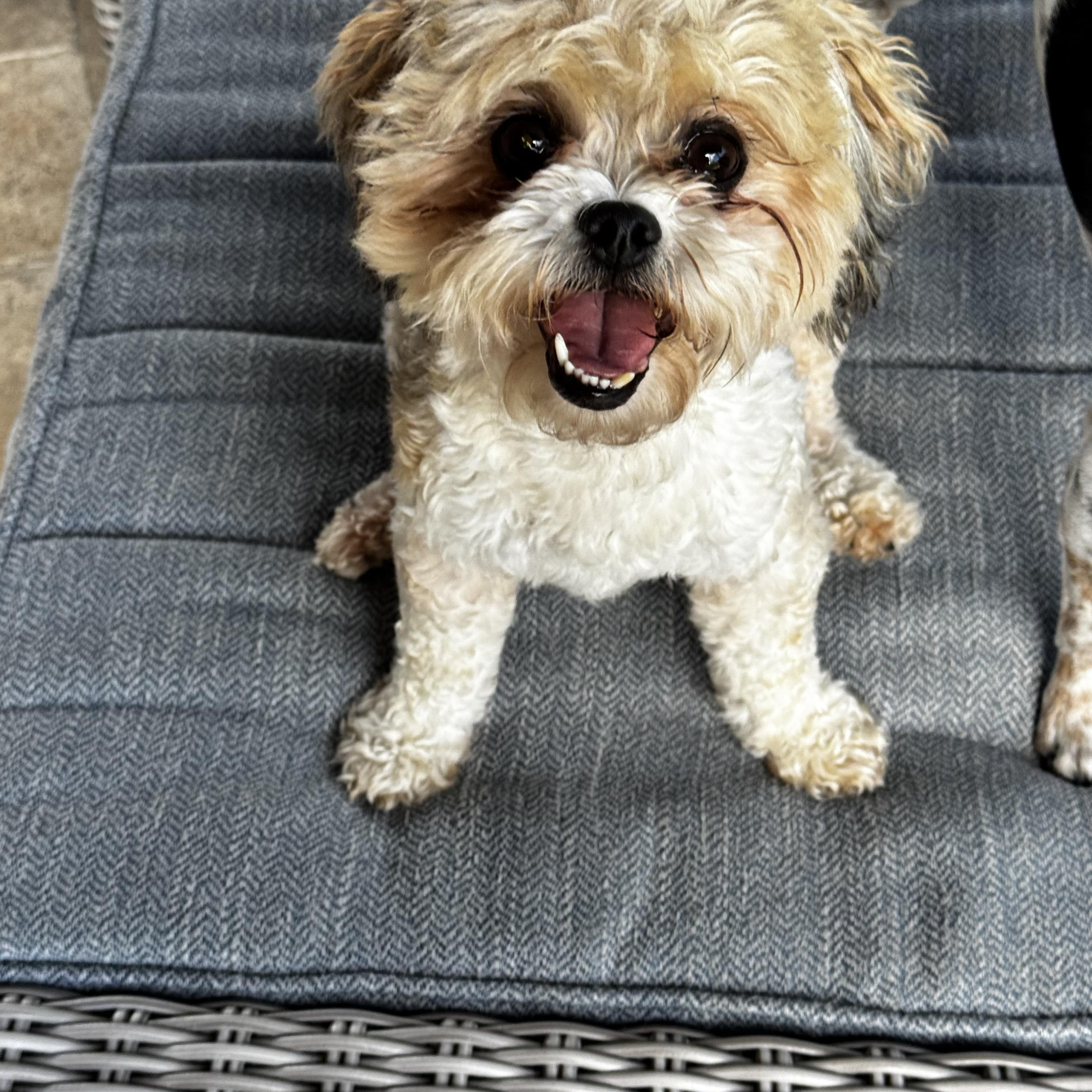 Enlarge Mollie, a ADOPTABLE mixed breed in Orlando, FL image 3/5