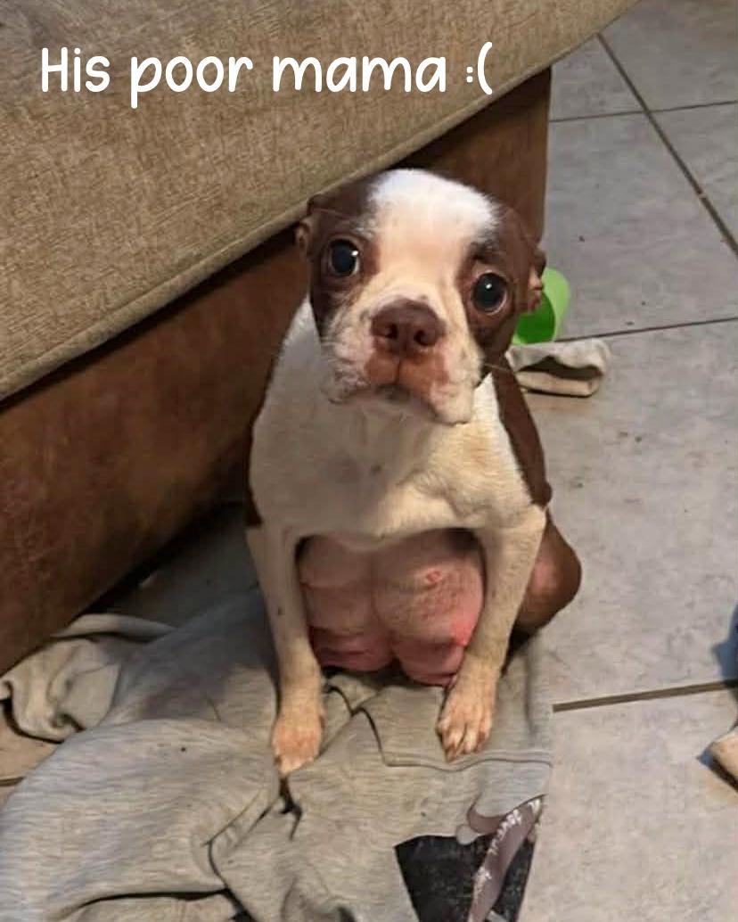 Charlie Brown, an adopted mixed breed in Milton, FL image 6/6