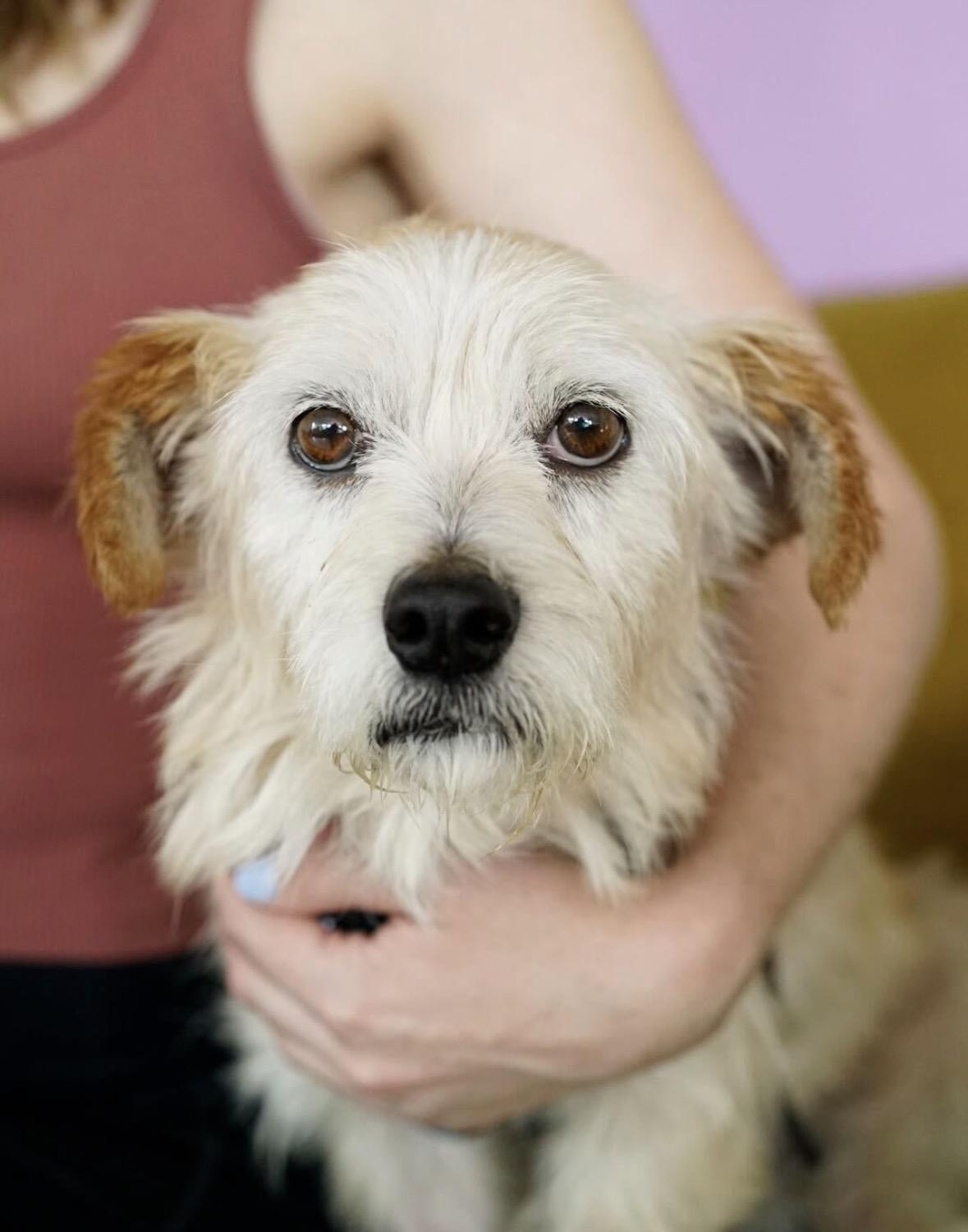 Enlarge Harold, a Adoptable mixed breed in Pasadena, CA image 3/6