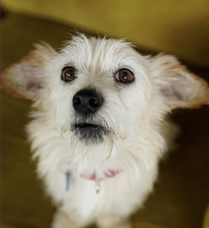Enlarge Harold, a Adoptable mixed breed in Pasadena, CA image 6/6