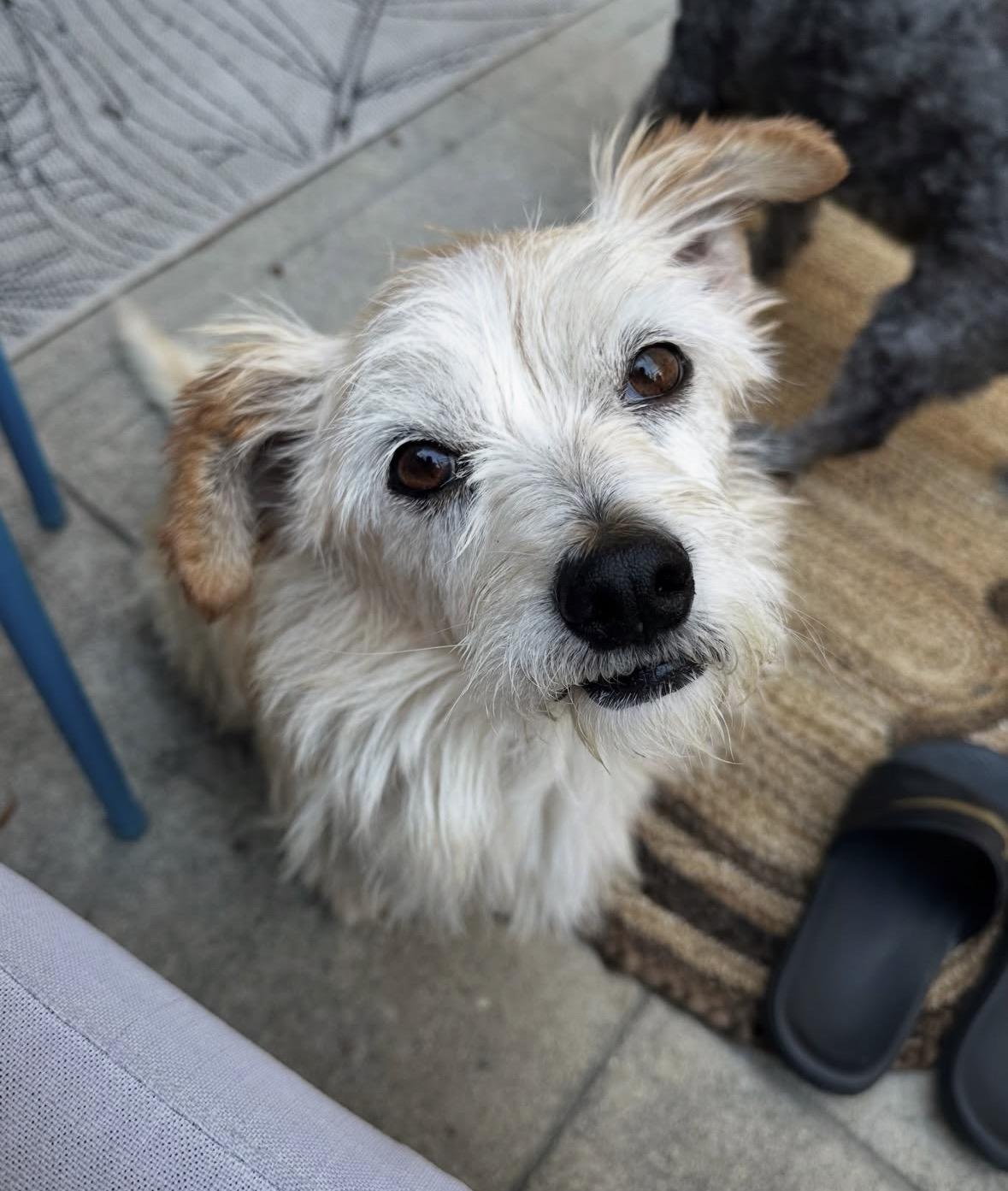 Enlarge Harold, a Adoptable mixed breed in Pasadena, CA image 5/6