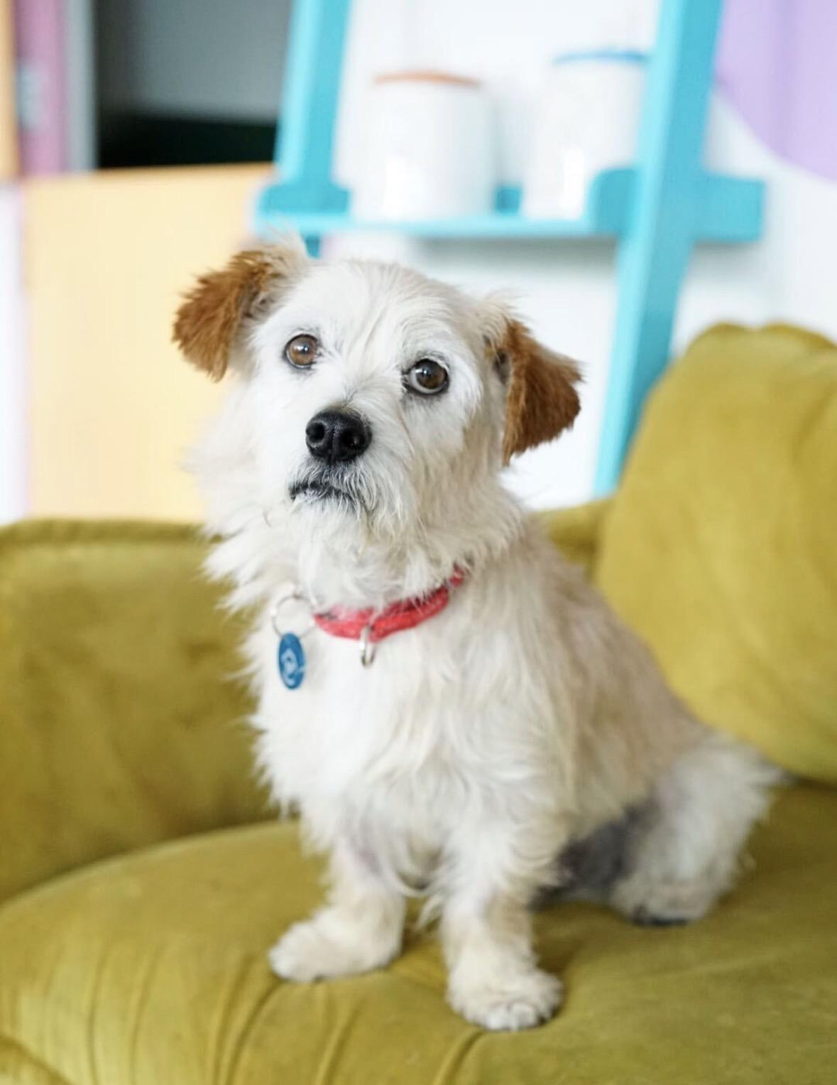 Harold, Adoptable, Adult Male Terrier.