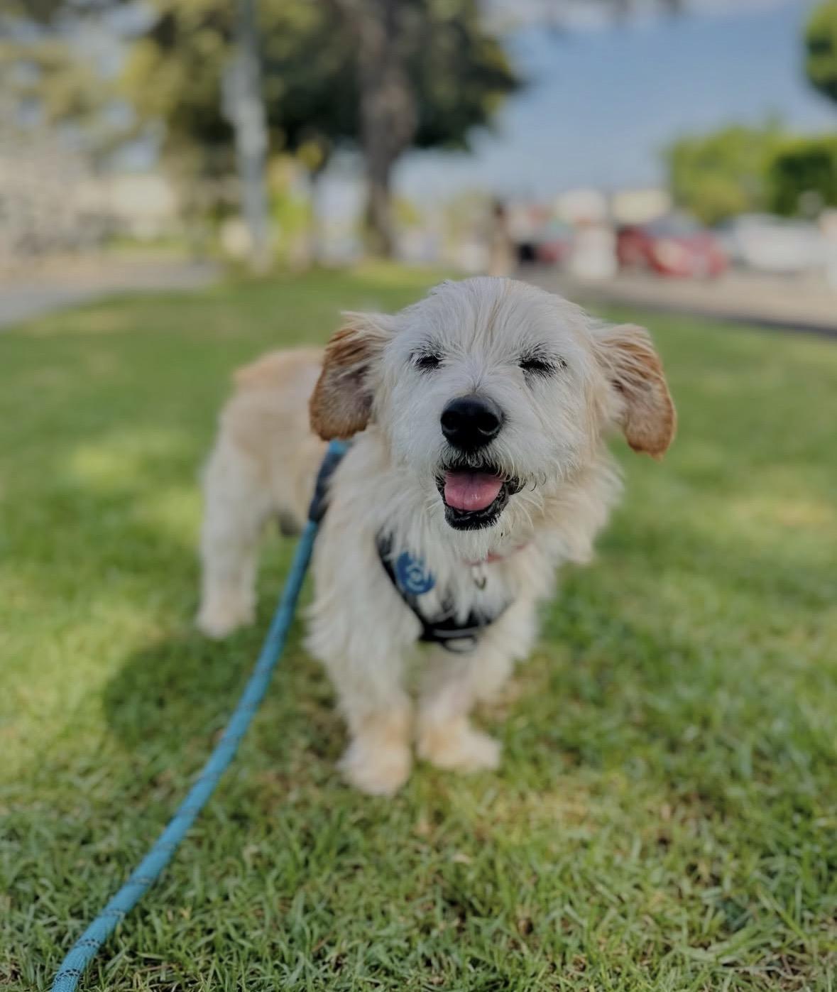 Enlarge Harold, a Adoptable mixed breed in Pasadena, CA image 4/6