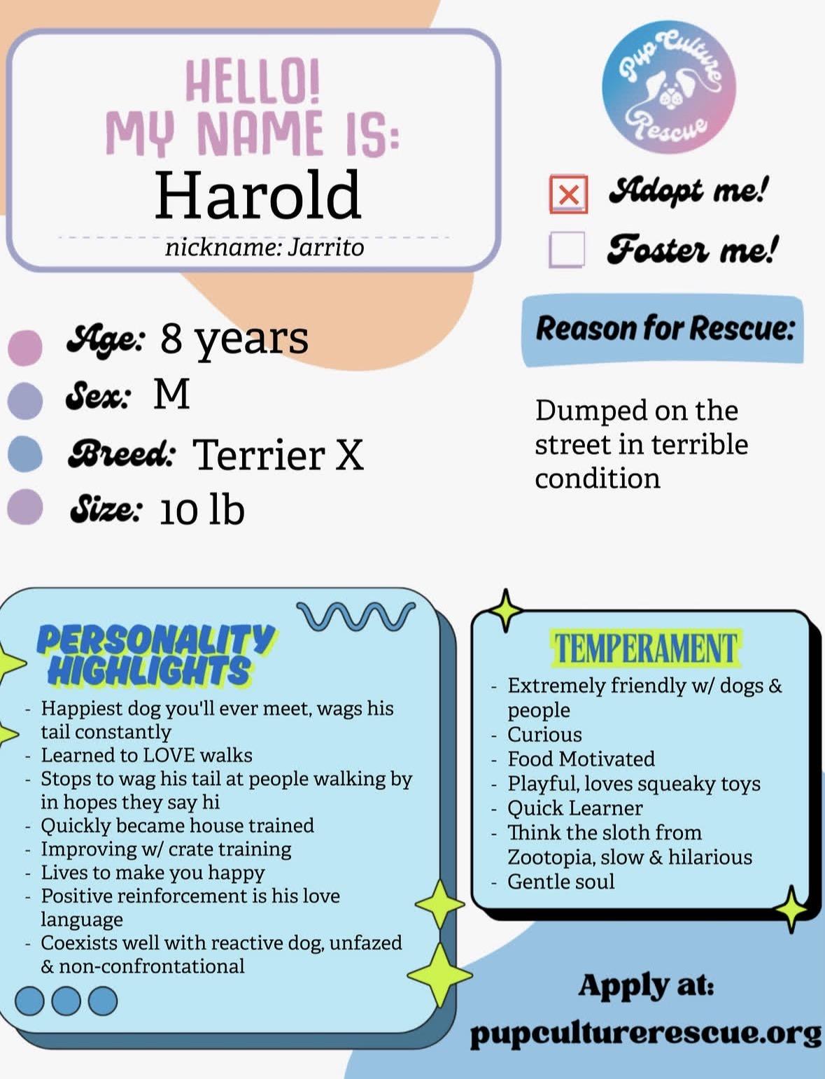 Enlarge Harold, a Adoptable mixed breed in Pasadena, CA image 2/6