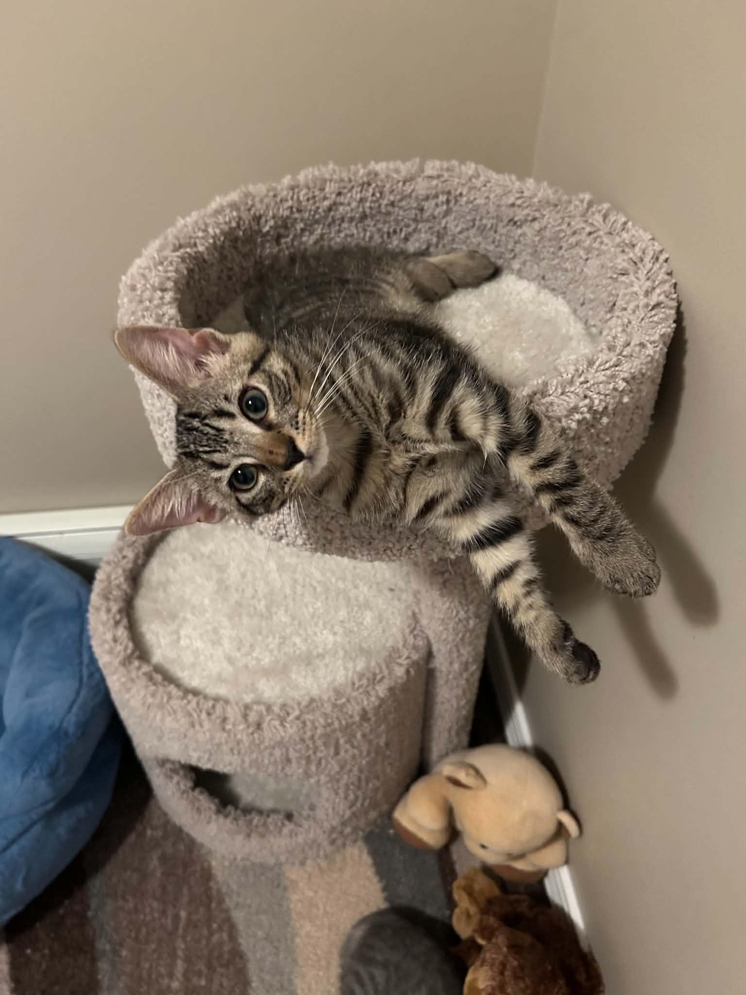 Enlarge Alec, a Adoptable Domestic Medium Hair in Wading River, NY image 2/6