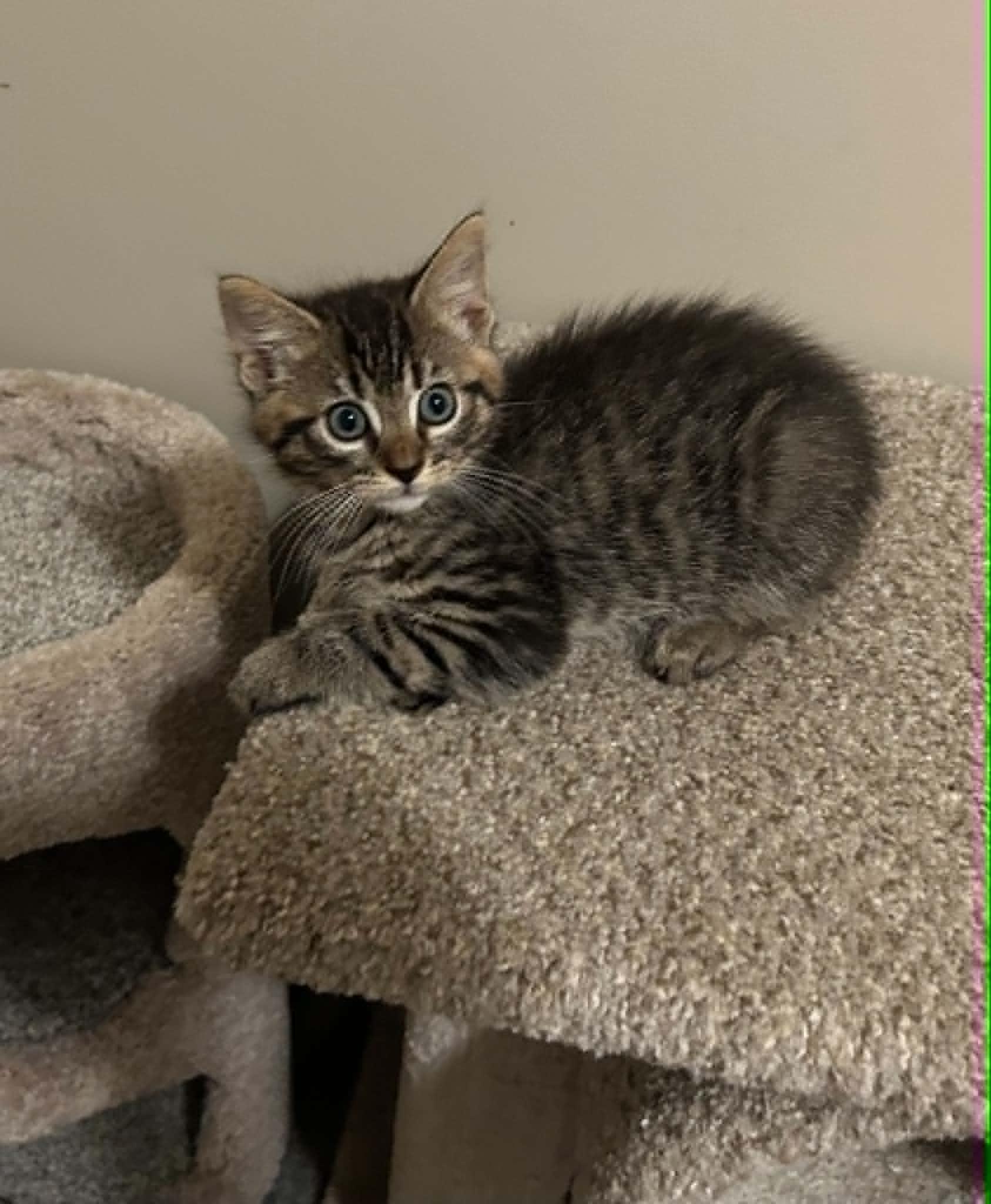 Alec, a ADOPTABLE Domestic Medium Hair in Wading River, NY image 1/5