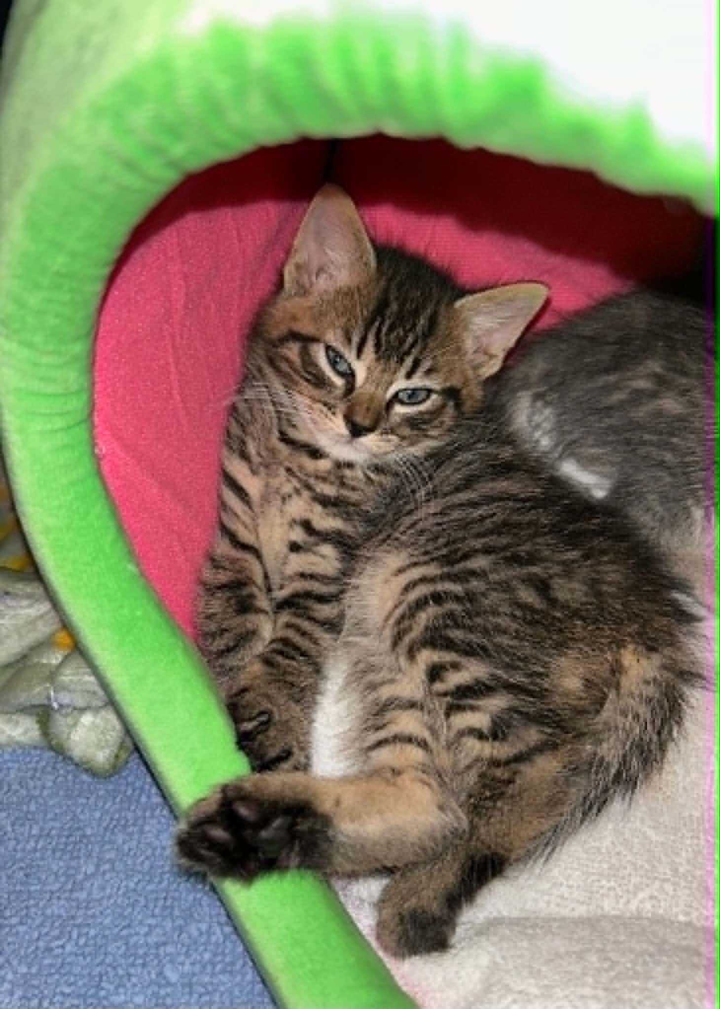 Alec, a ADOPTABLE Domestic Medium Hair in Wading River, NY image 3/5